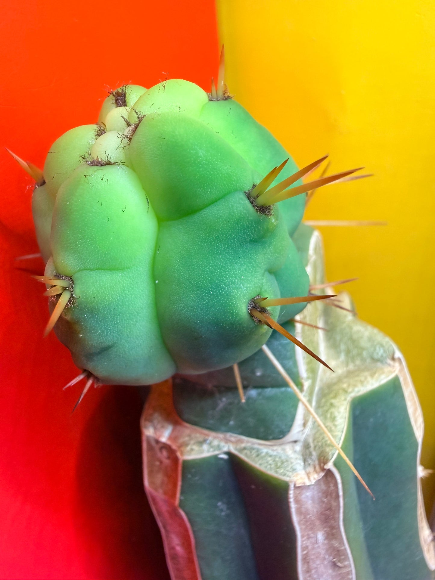 Cactus Kate Bridgesii Graft