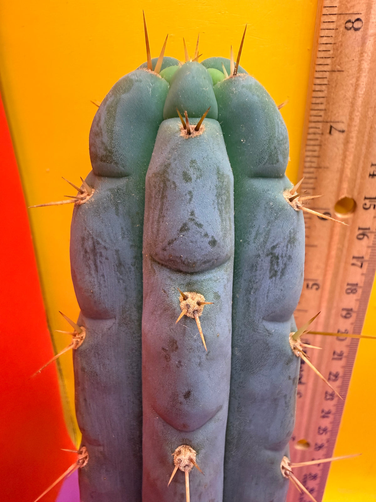 Kimura’s Spiny Giant X SS02