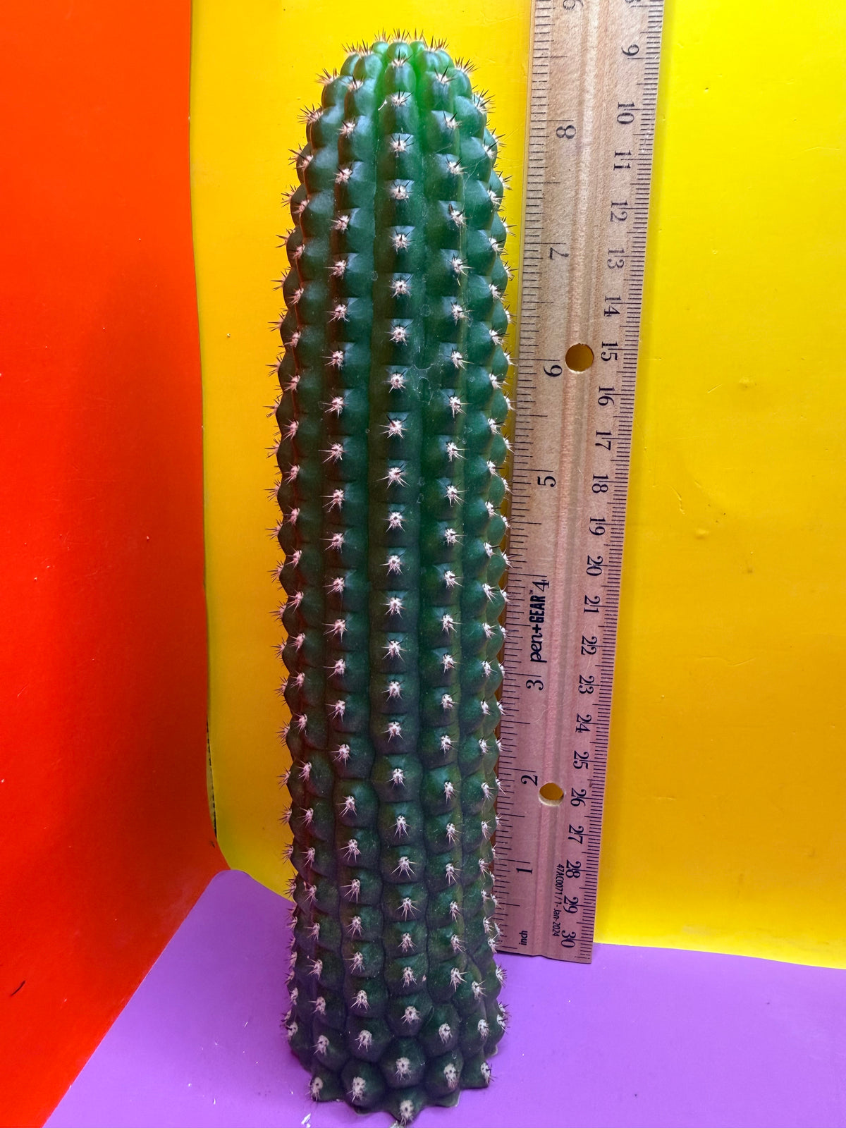 Trichocereus Brevispinulosus