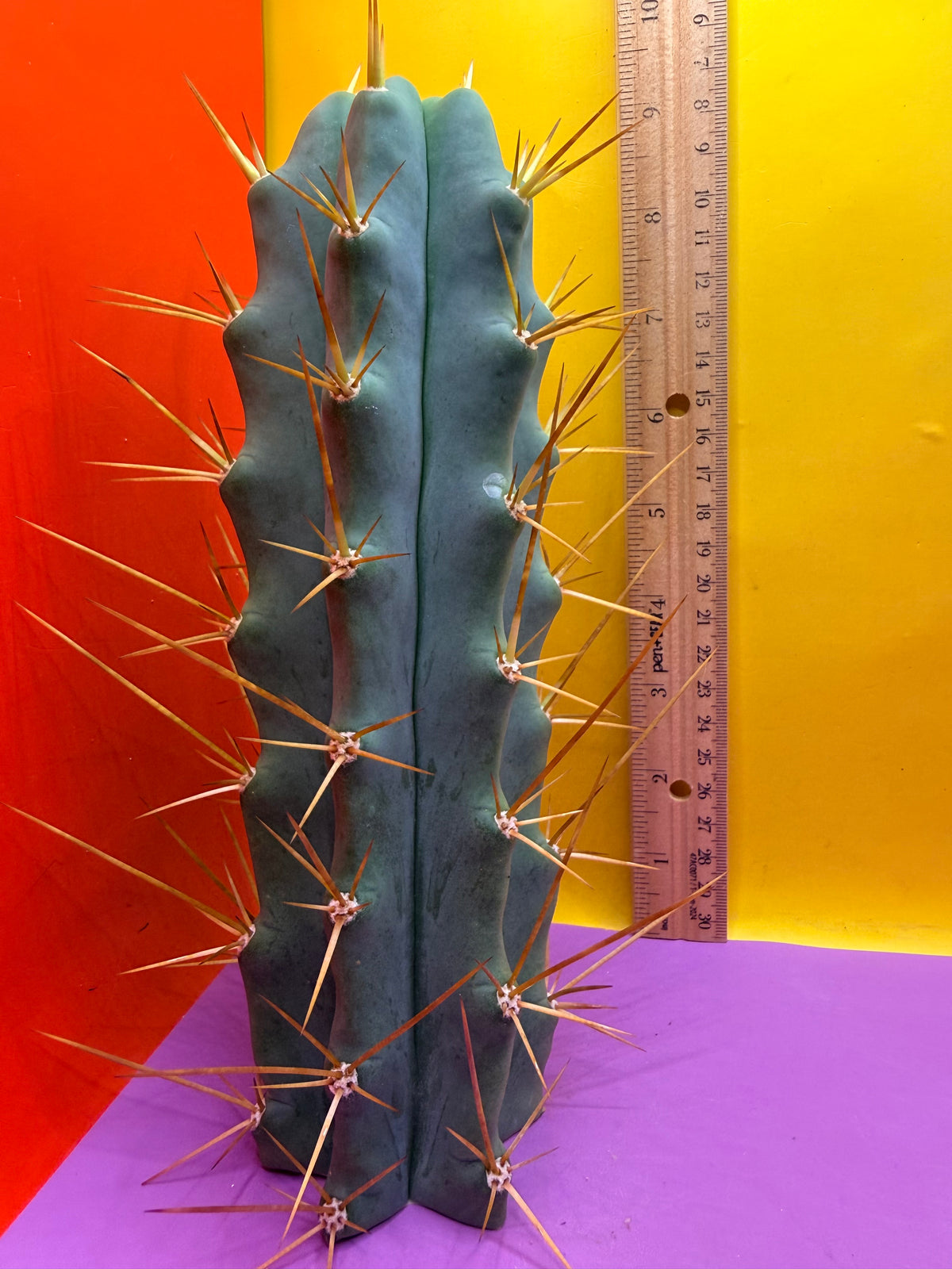 Revert Longform TBM PENISCACTUS !!!