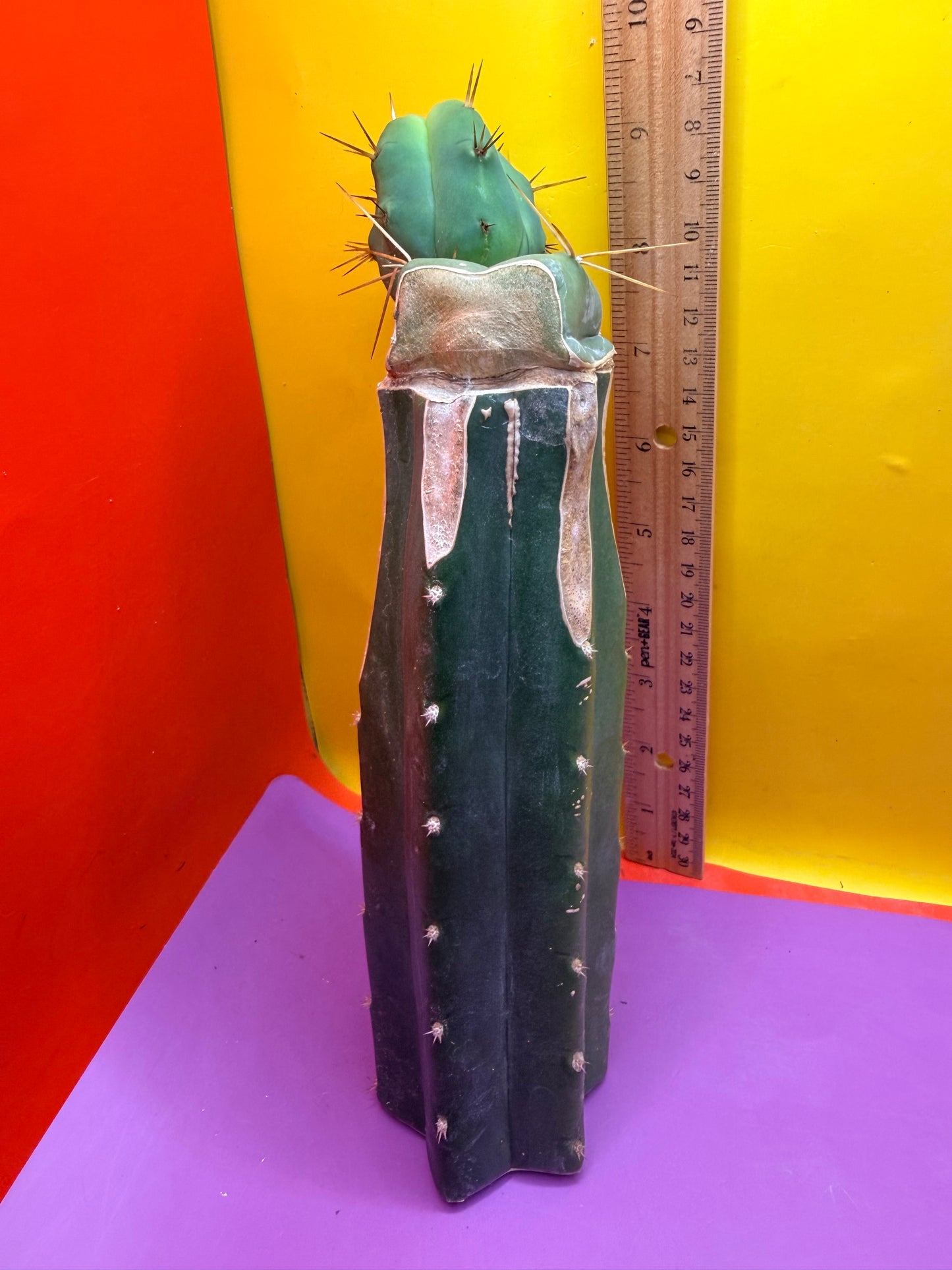 Cactus Kate Bridgesii Graft