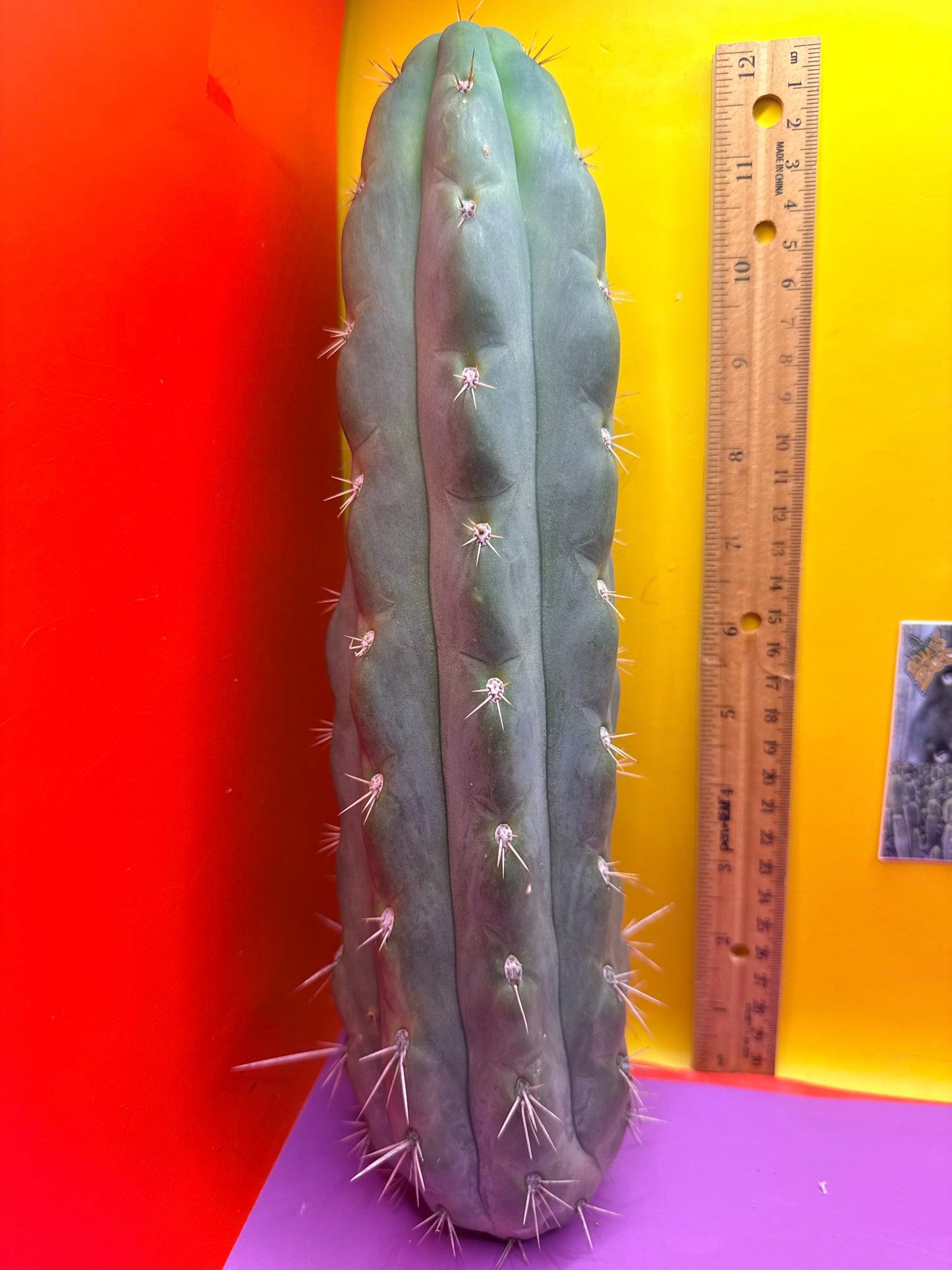 SS03