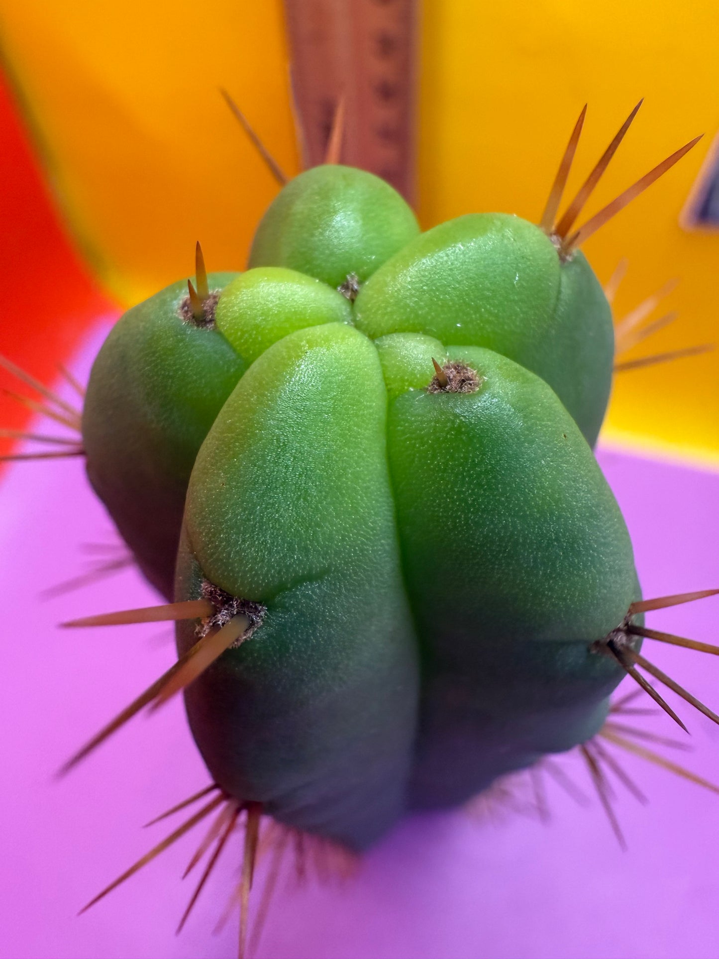 Ss02 cactus cutting