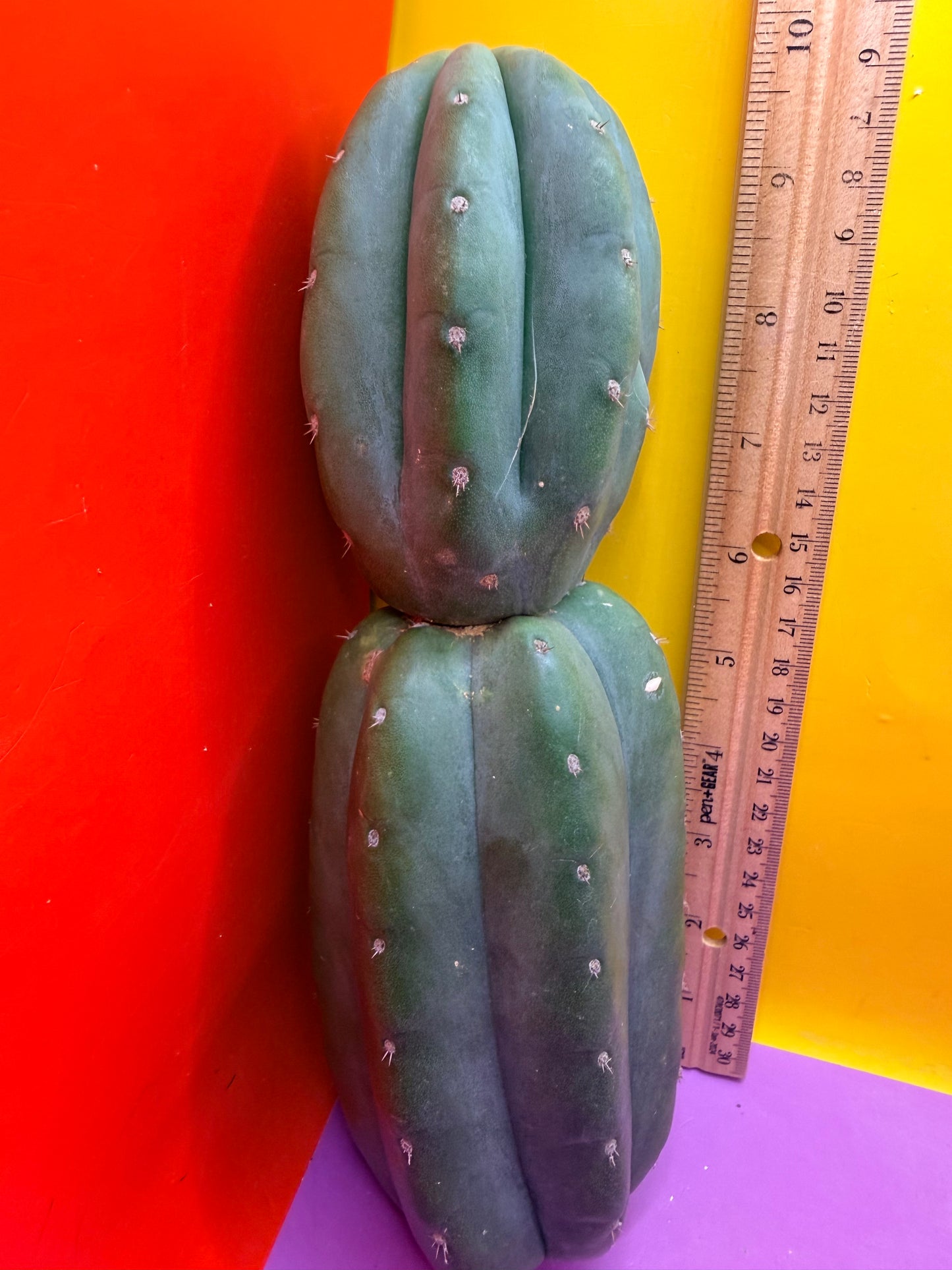 Cahuilla !