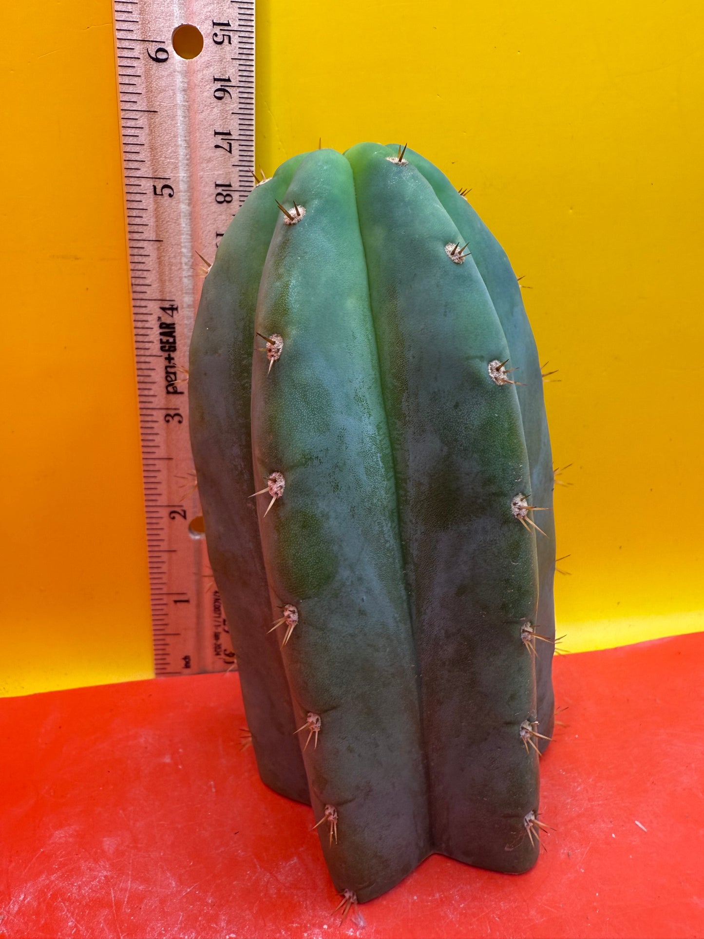 Jacks Juuls JJ  O.P. “Type-A” cactus cutting JJOP