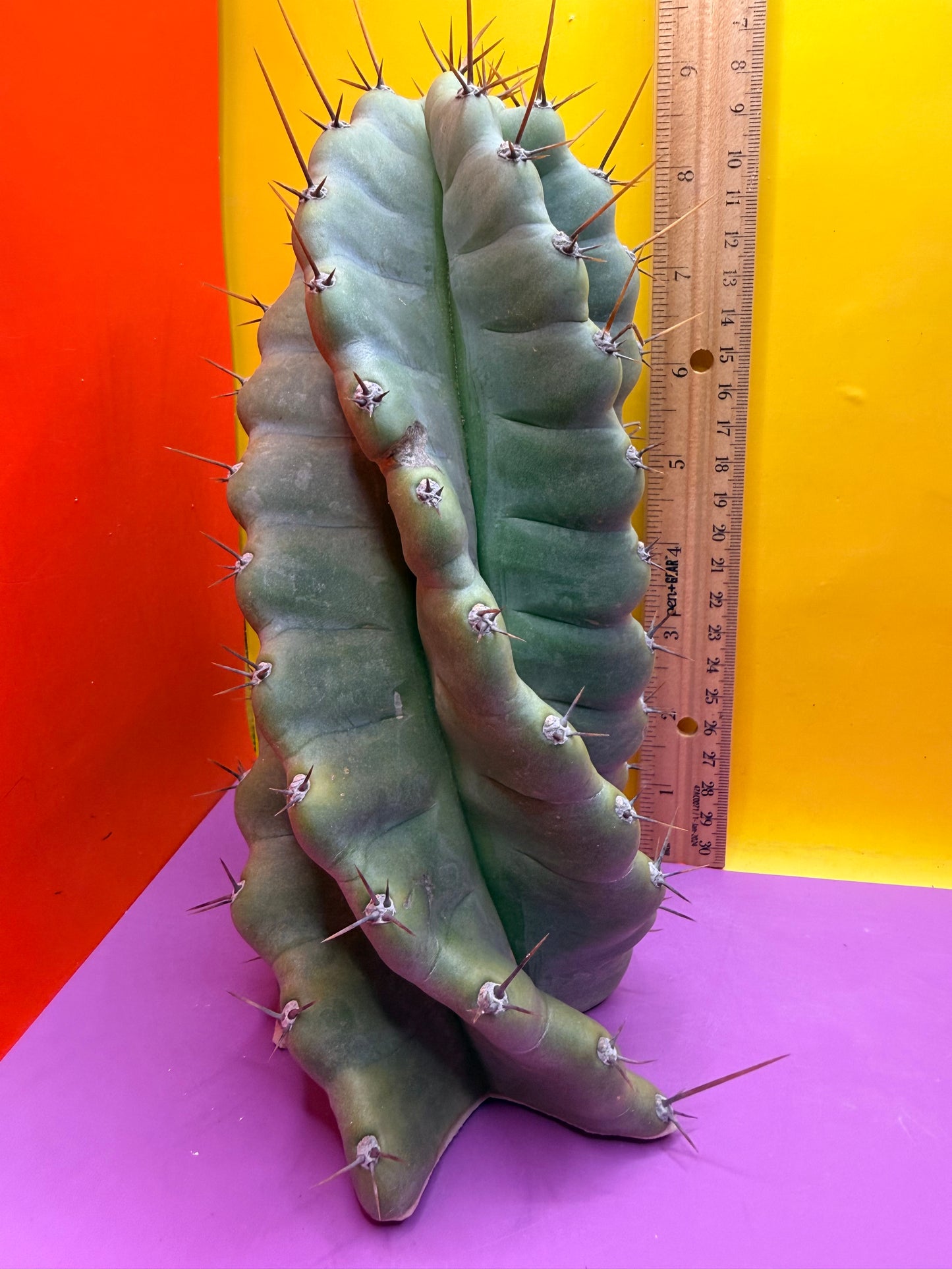 SPIRAL 🌀 CACTUS 🌵!!!