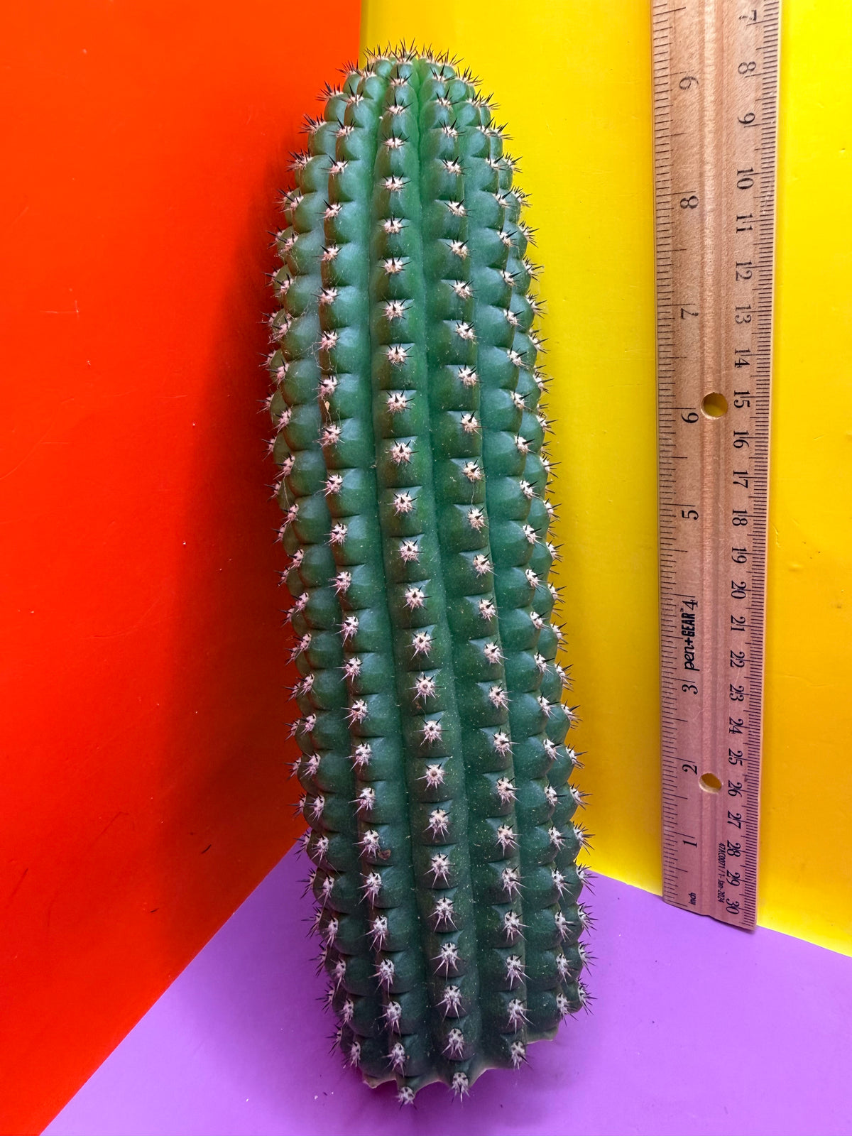 Trichocereus Brevispinulosus