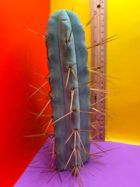 “Jimzz twin spines” cactus