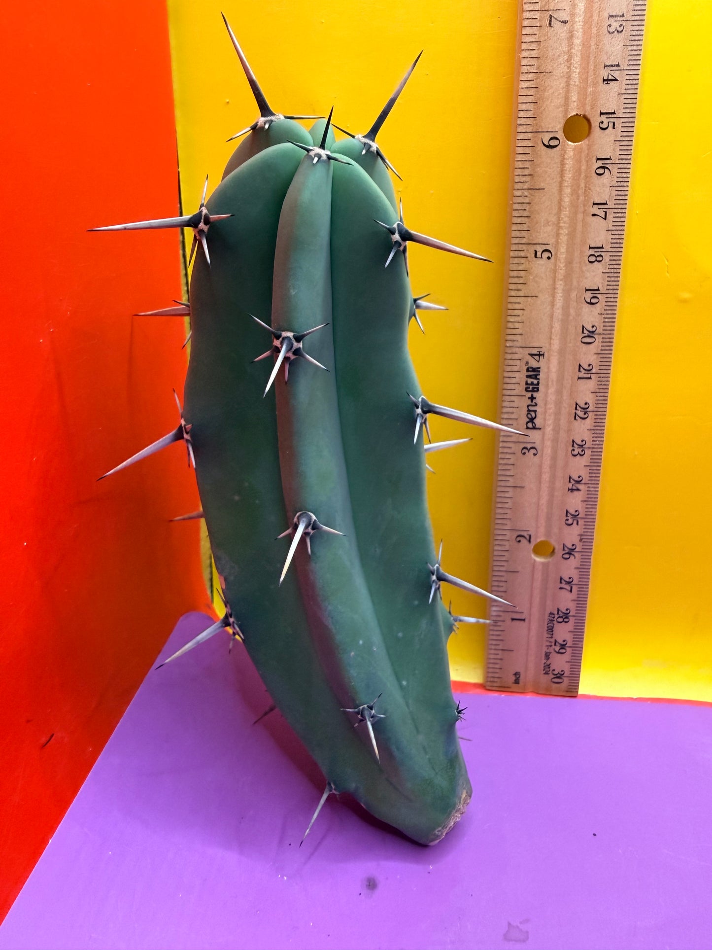 Myrtillocactus geometrizans