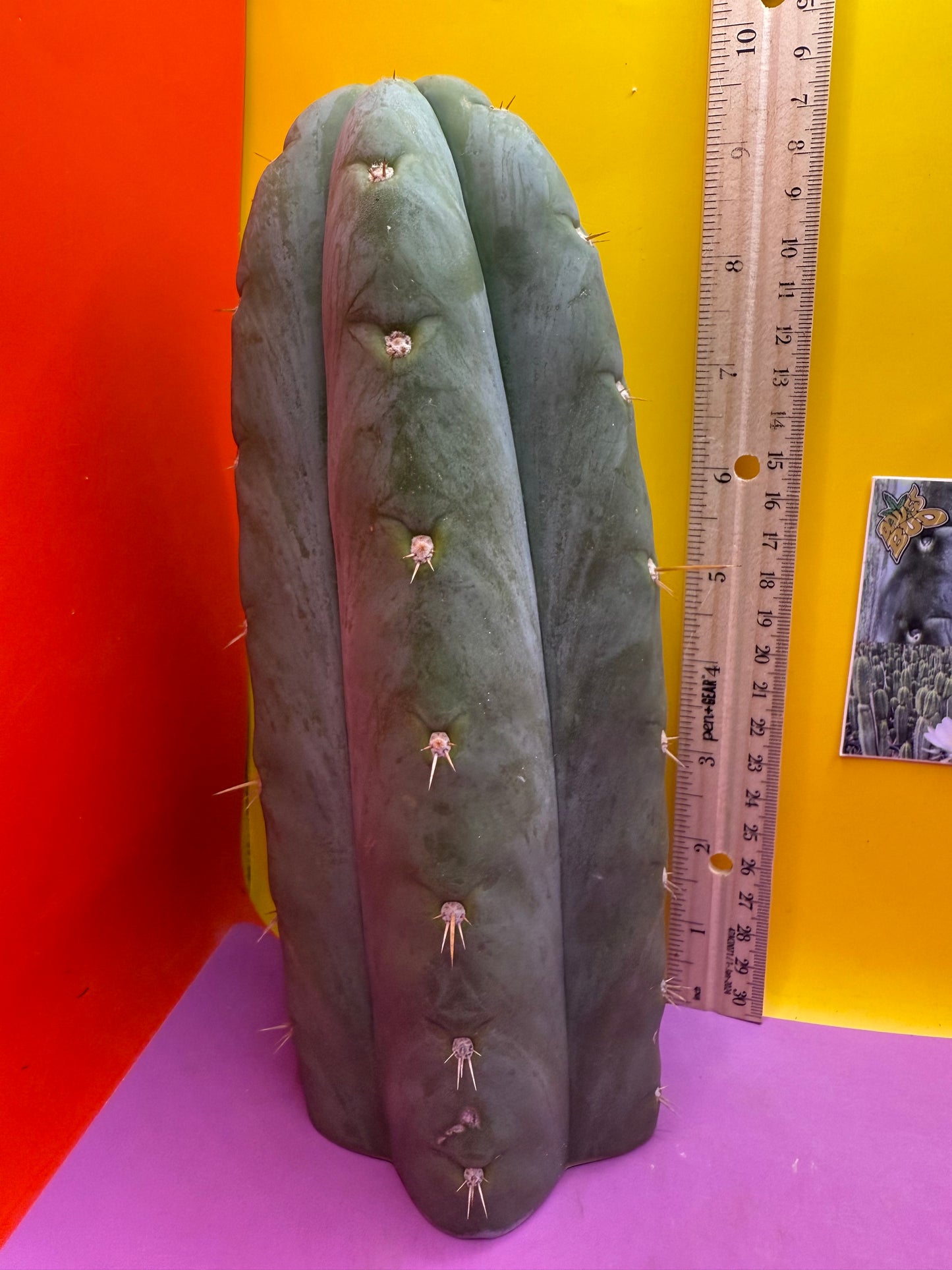 HBG 18568 Trichocereus huanucoensis