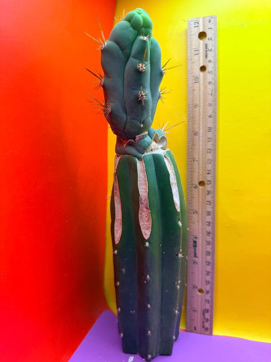 🐉 Bruce’s dragon graft