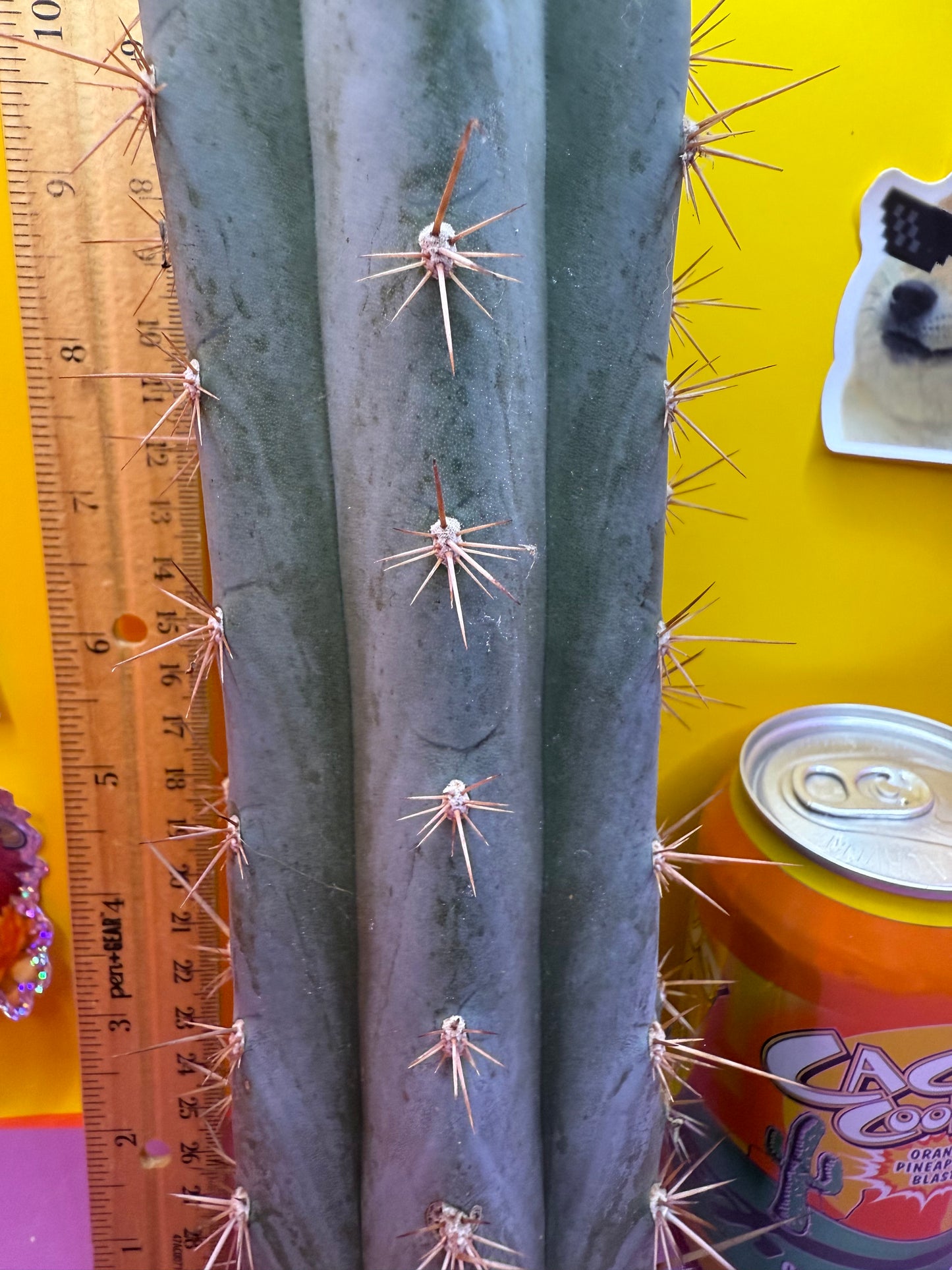 Sharxx Blue O.P. This exact cactus