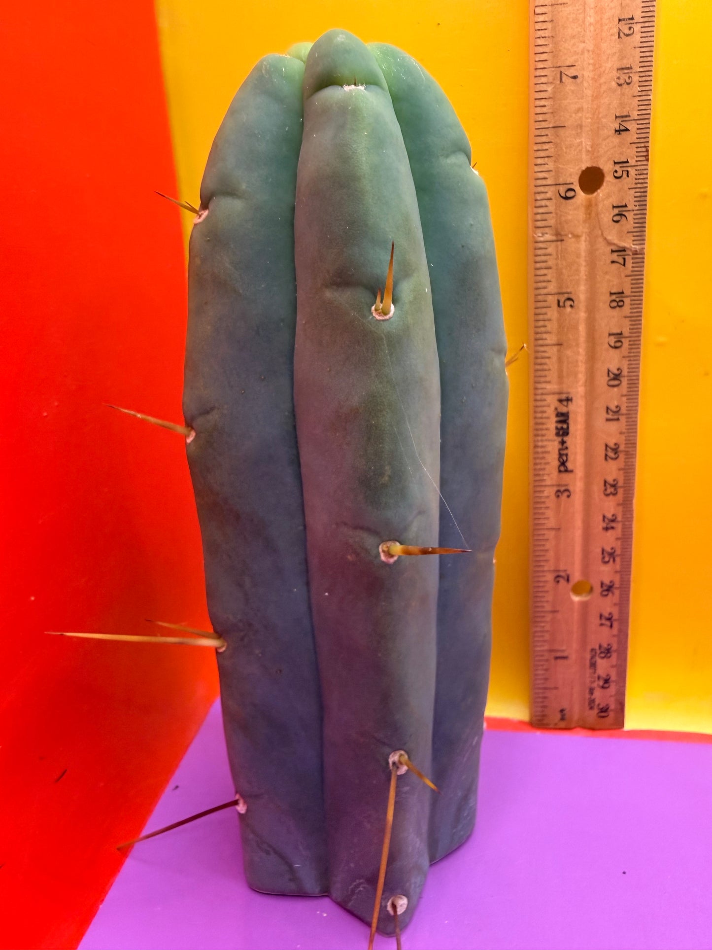 Trichocereus Bridgesii cutting of “DEL DIOS”