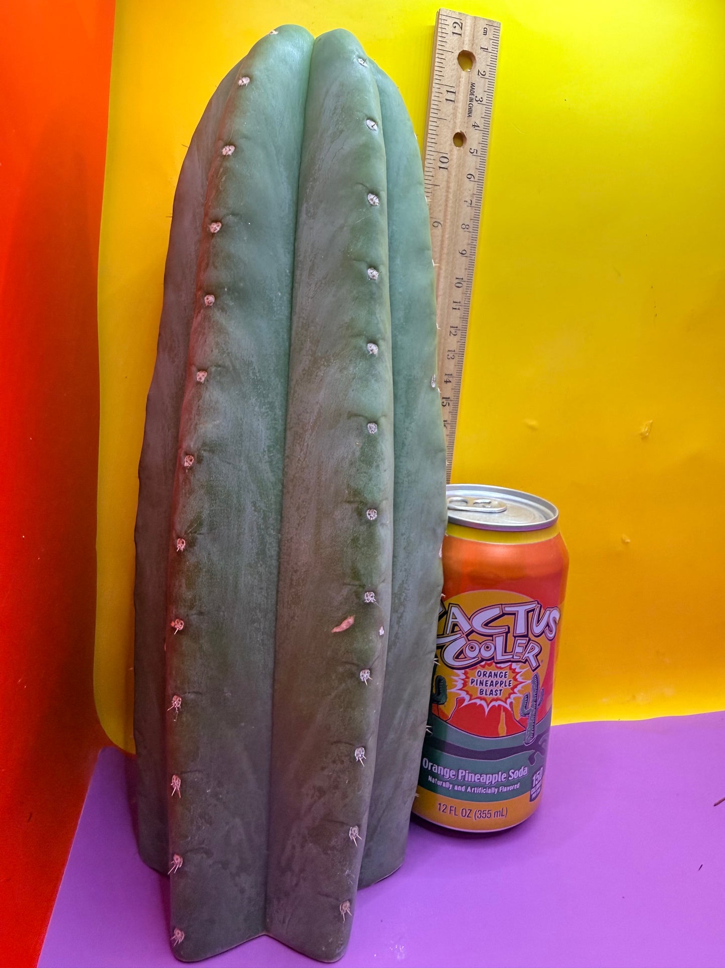 Cahuilla !!