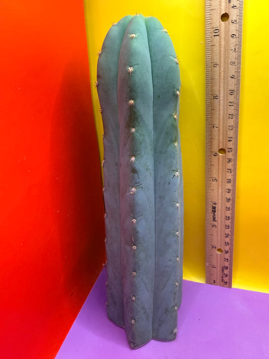 BLUE JUULES GIANT !