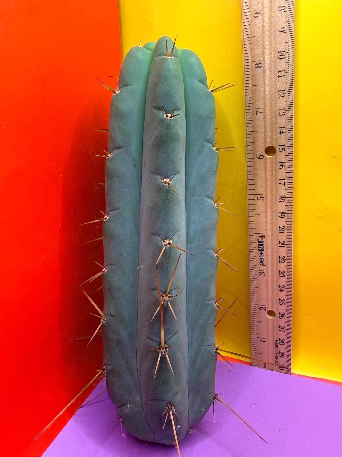 Yowie x Wowie cactus cutting