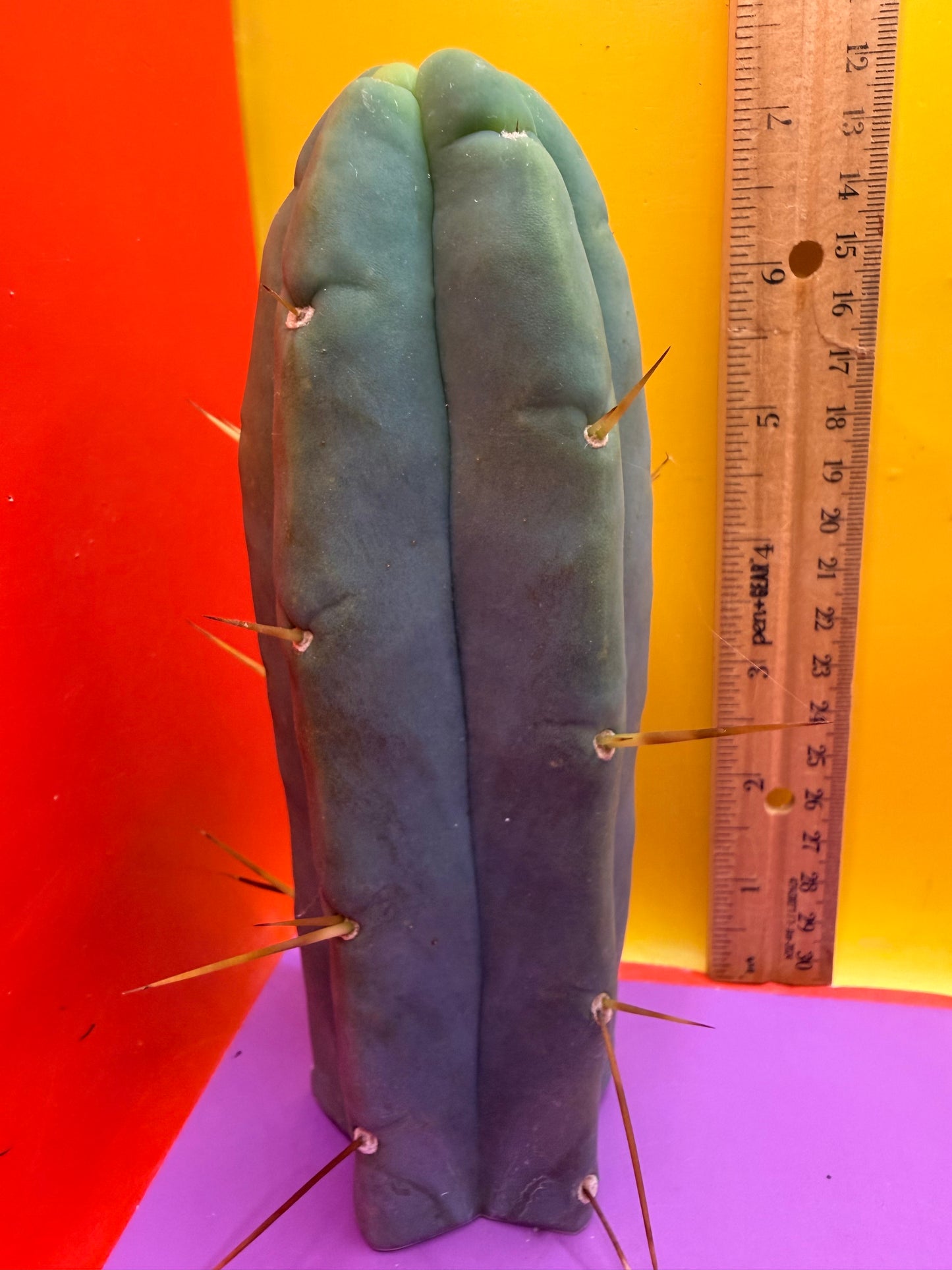 Trichocereus Bridgesii cutting of “DEL DIOS”