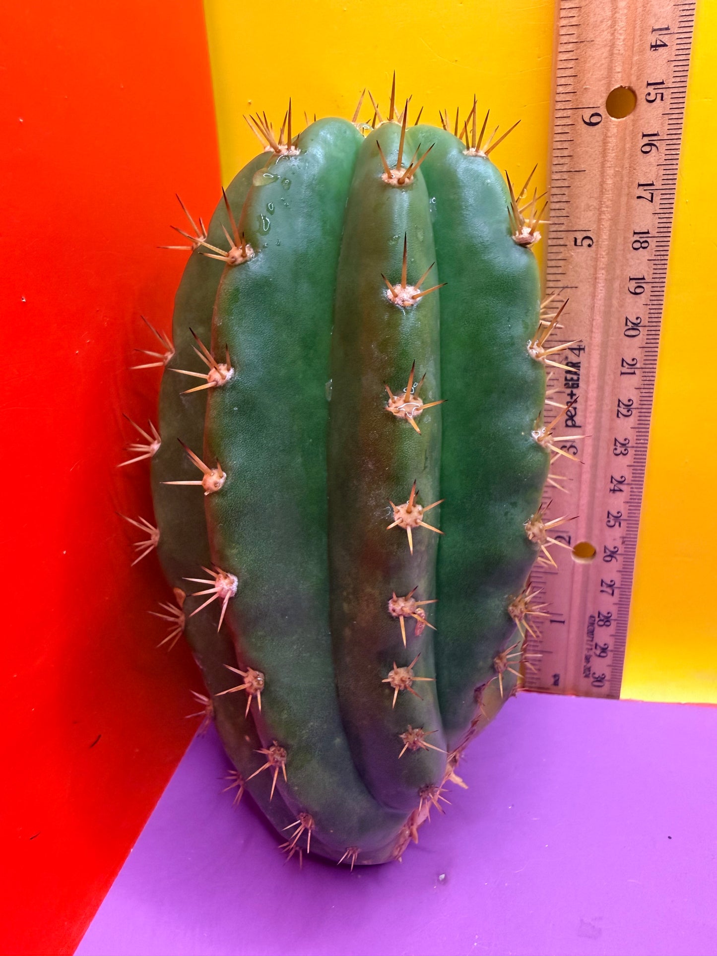 Cacto hebrido