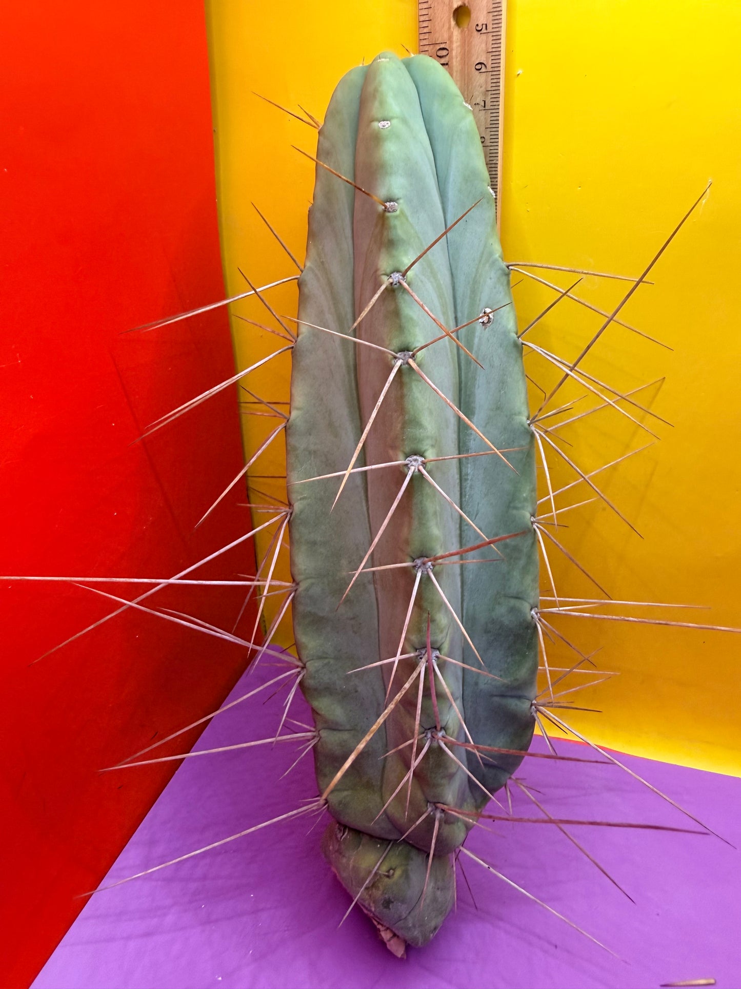 PALA REZ 🌶️!!