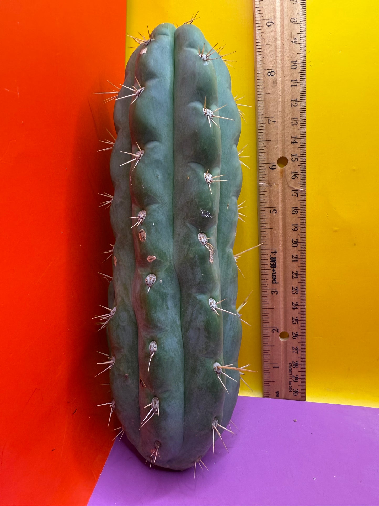 SSO3 Trichocereus knuthianus