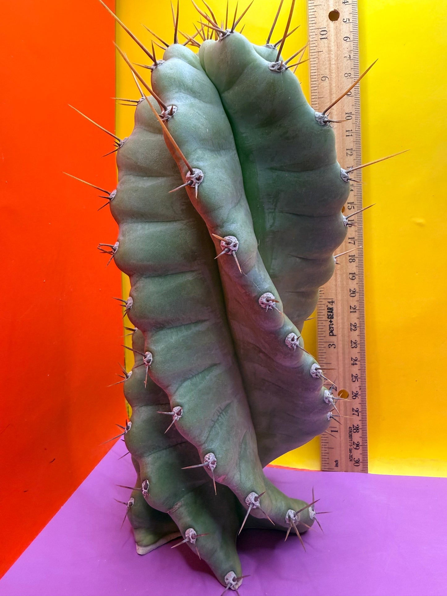 SPIRAL 🌀 CACTUS 🌵!!!
