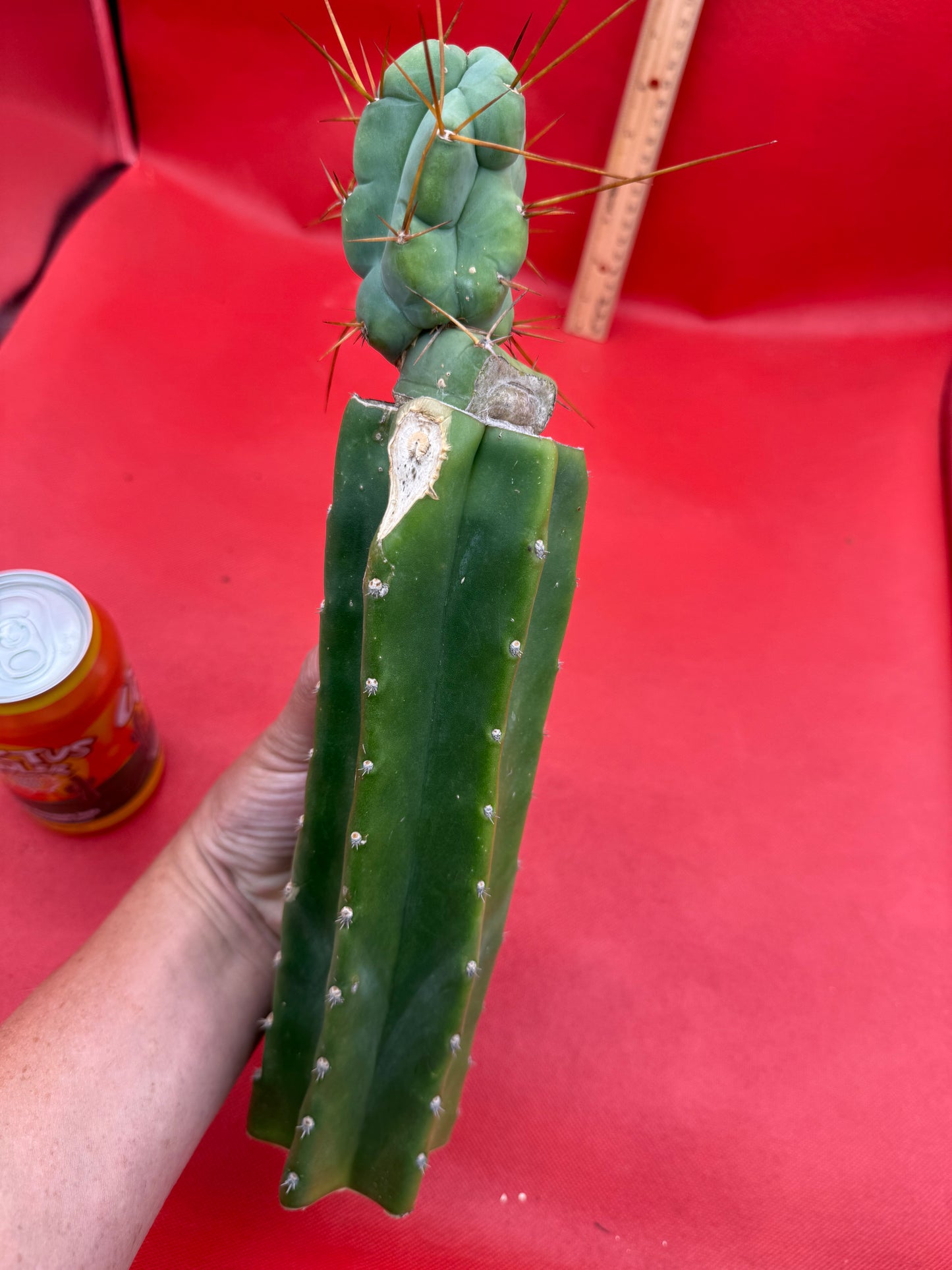 Grafted El Serpieñté