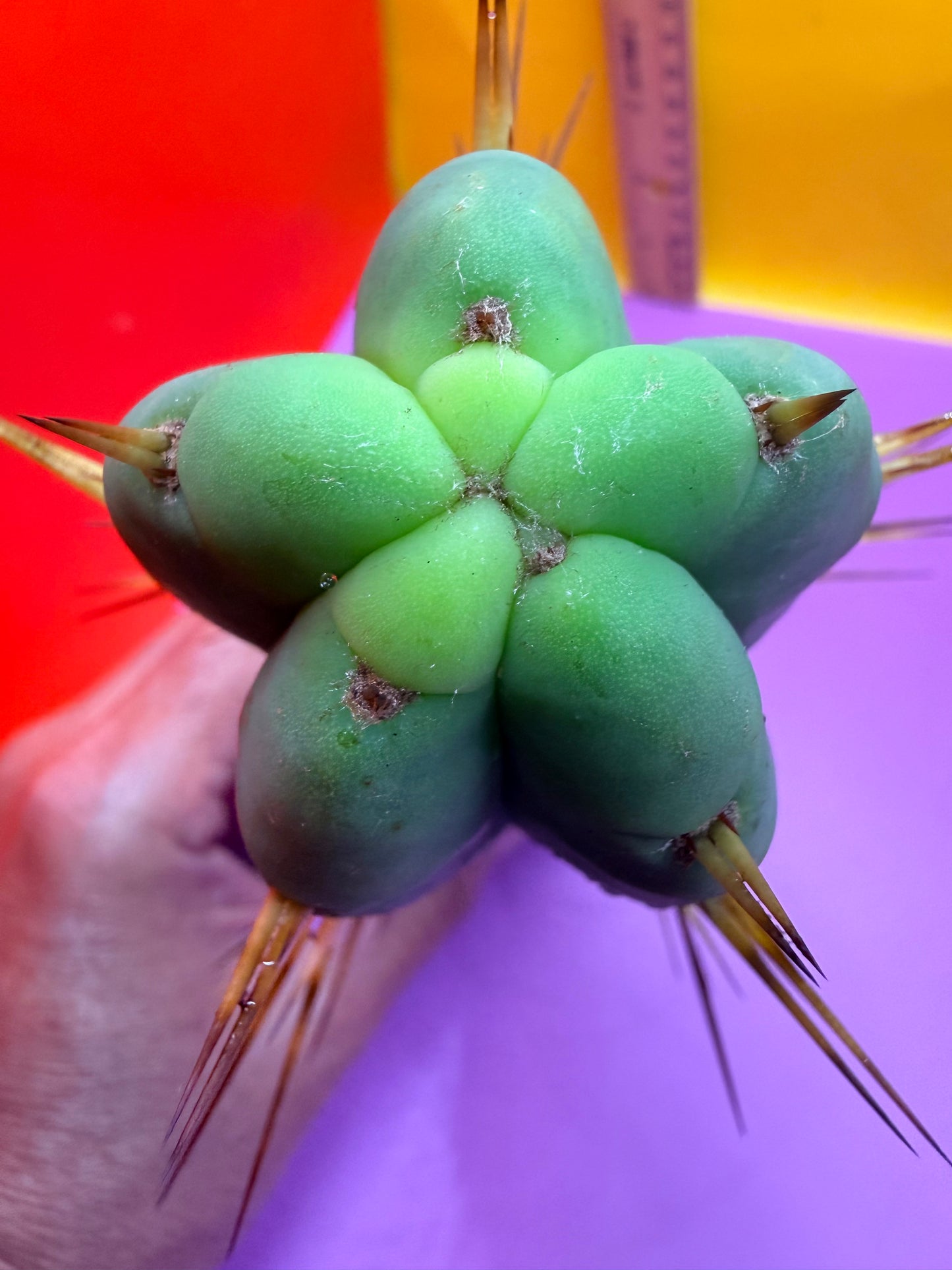 Jiimz Twin spine - this exact one pictured