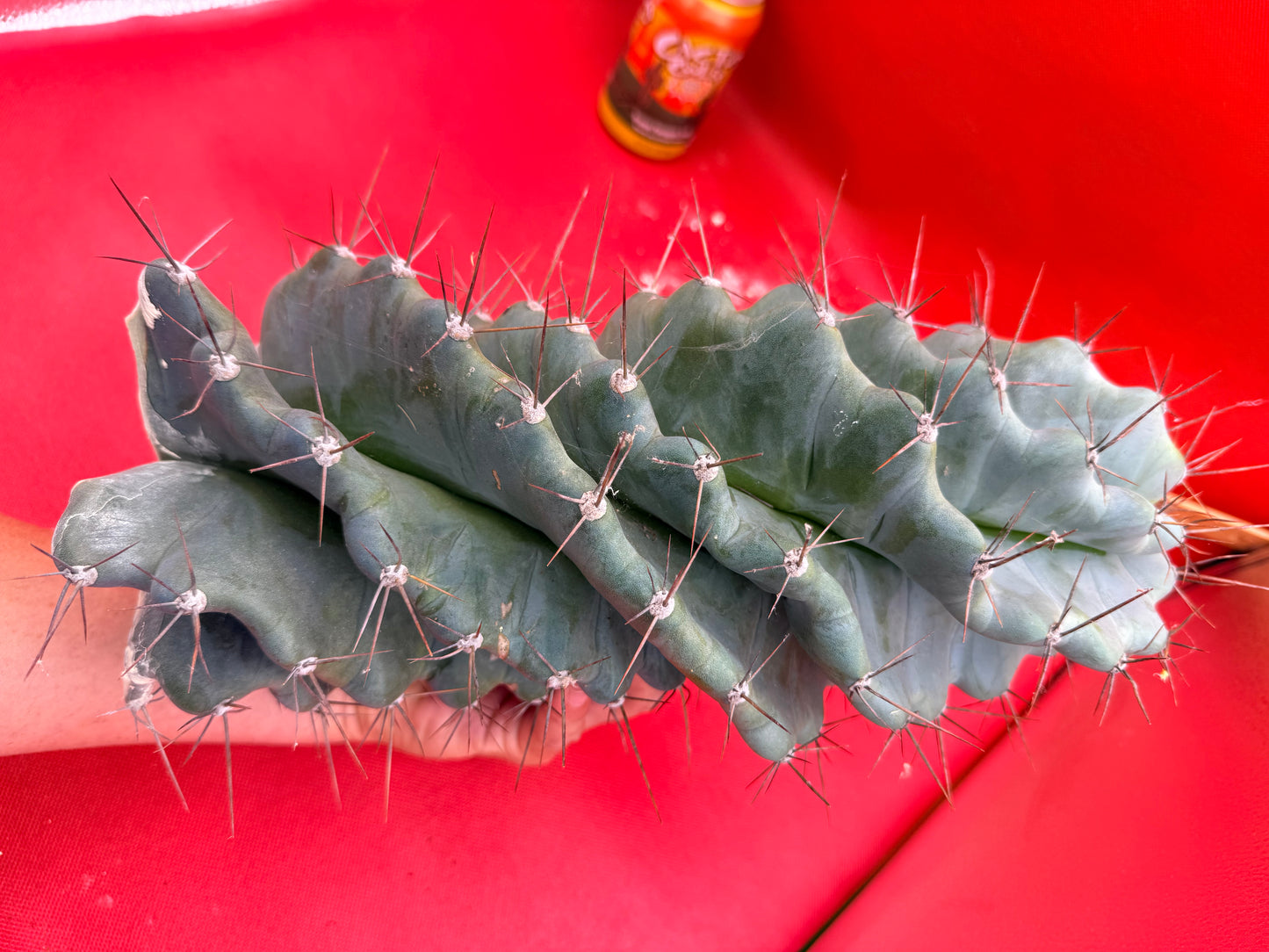 HUGE Spiral cactus