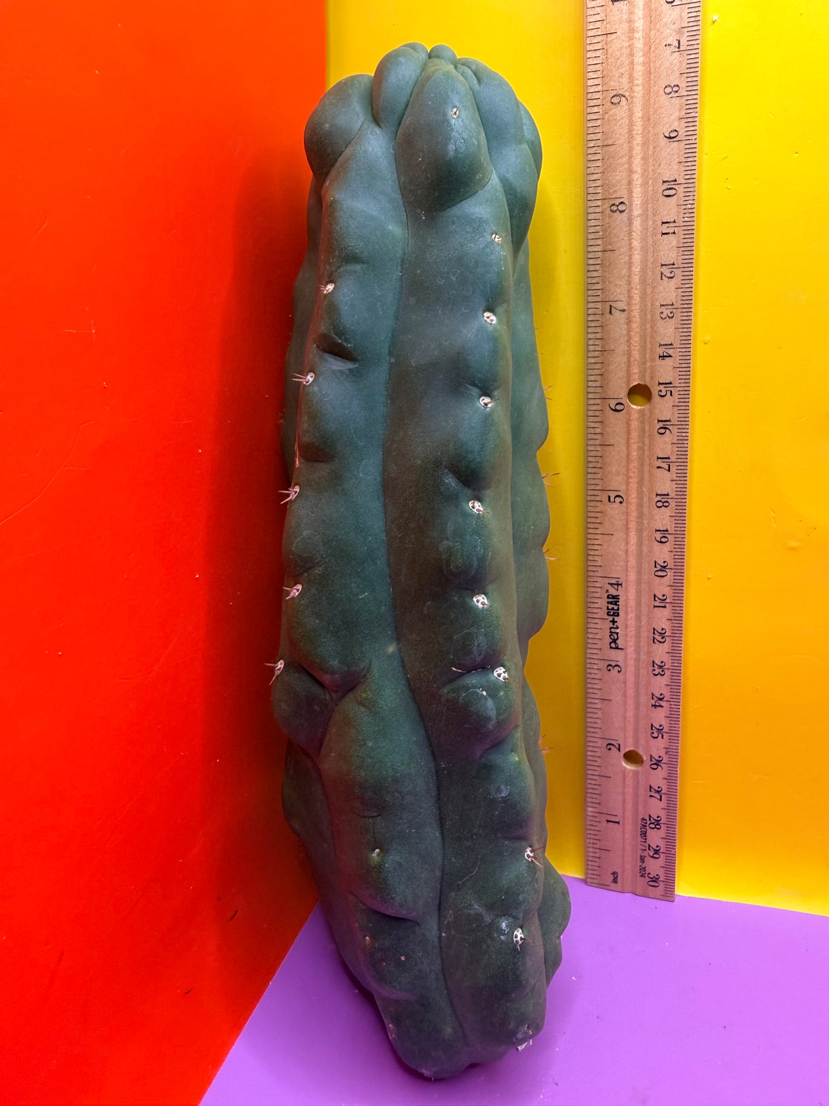 Monstrose San Pedro cactus - TPM !