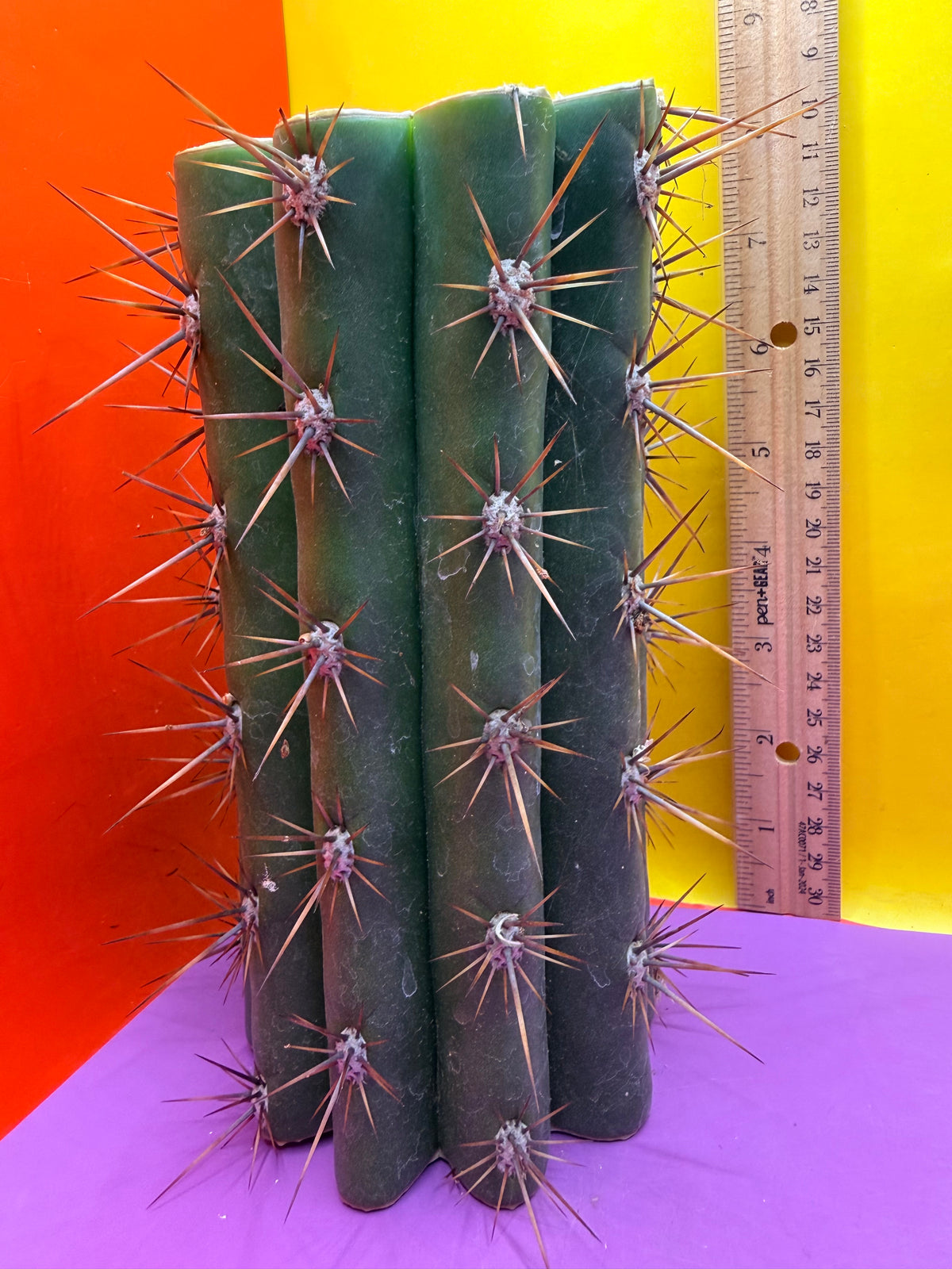 Trichocereus Tacaquirensis 🌶️🌶️
