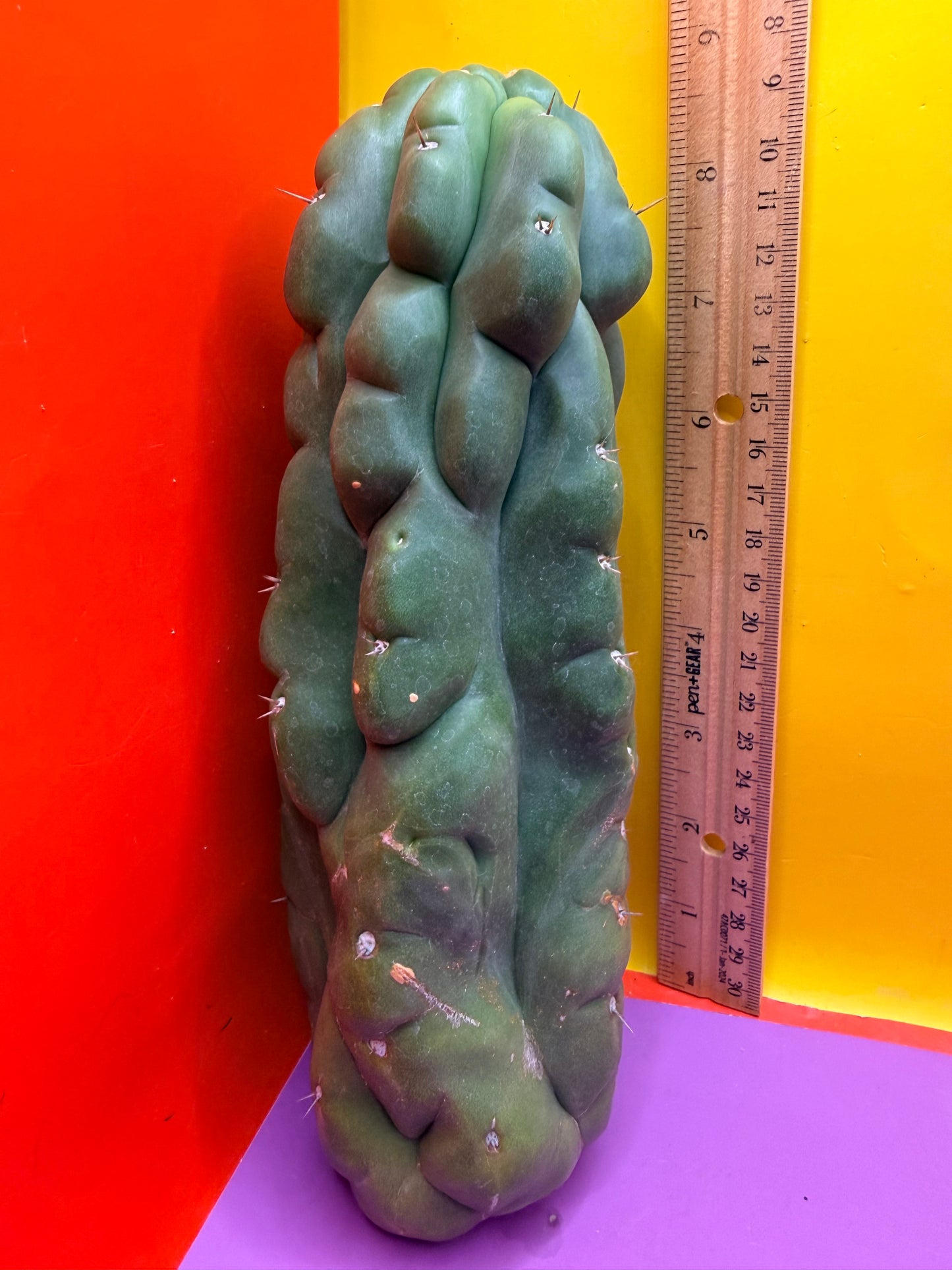 Monstrose San Pedro cactus - TPM !