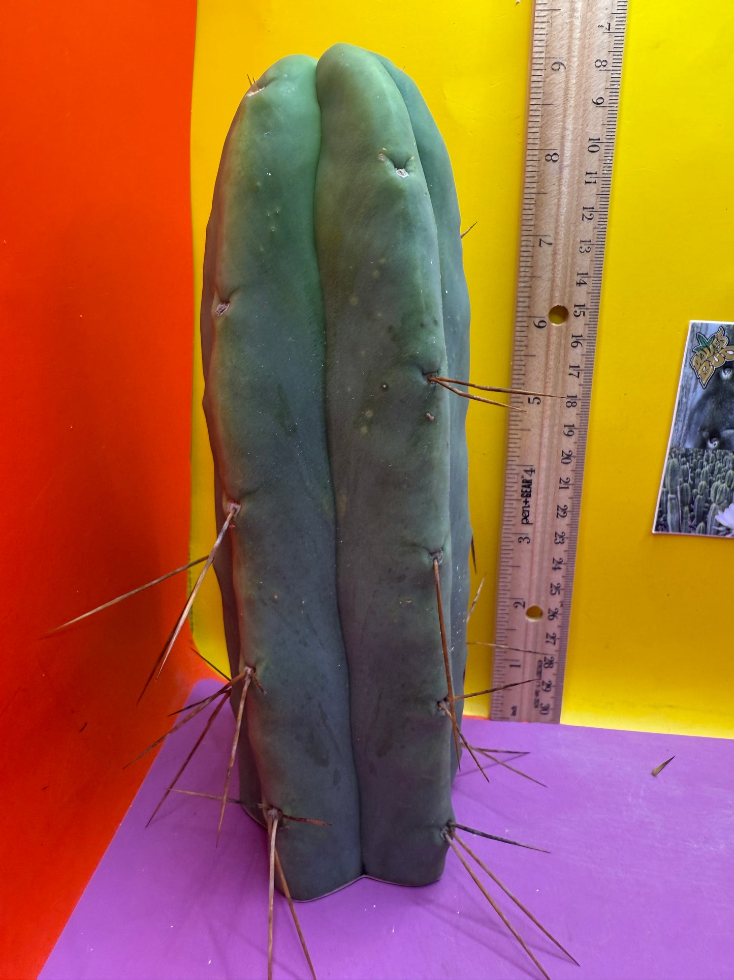 “LMA” bridgesii