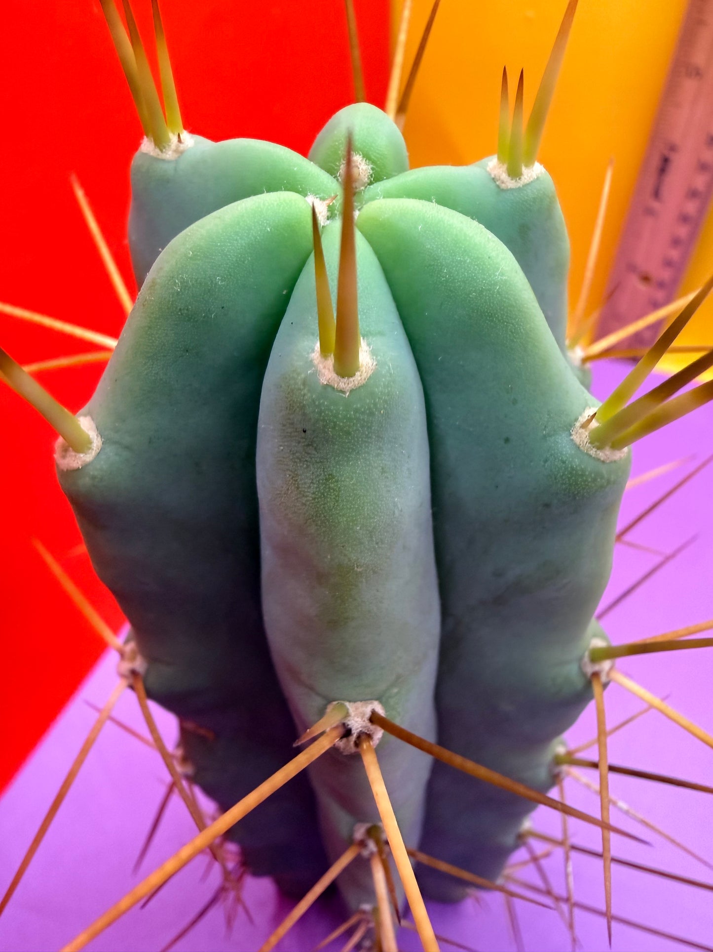 Reverted PENiSCACTUS !!! Longform tbmA