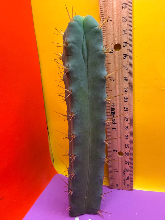 SS02 🌶️🌶️ 4 ribbed !