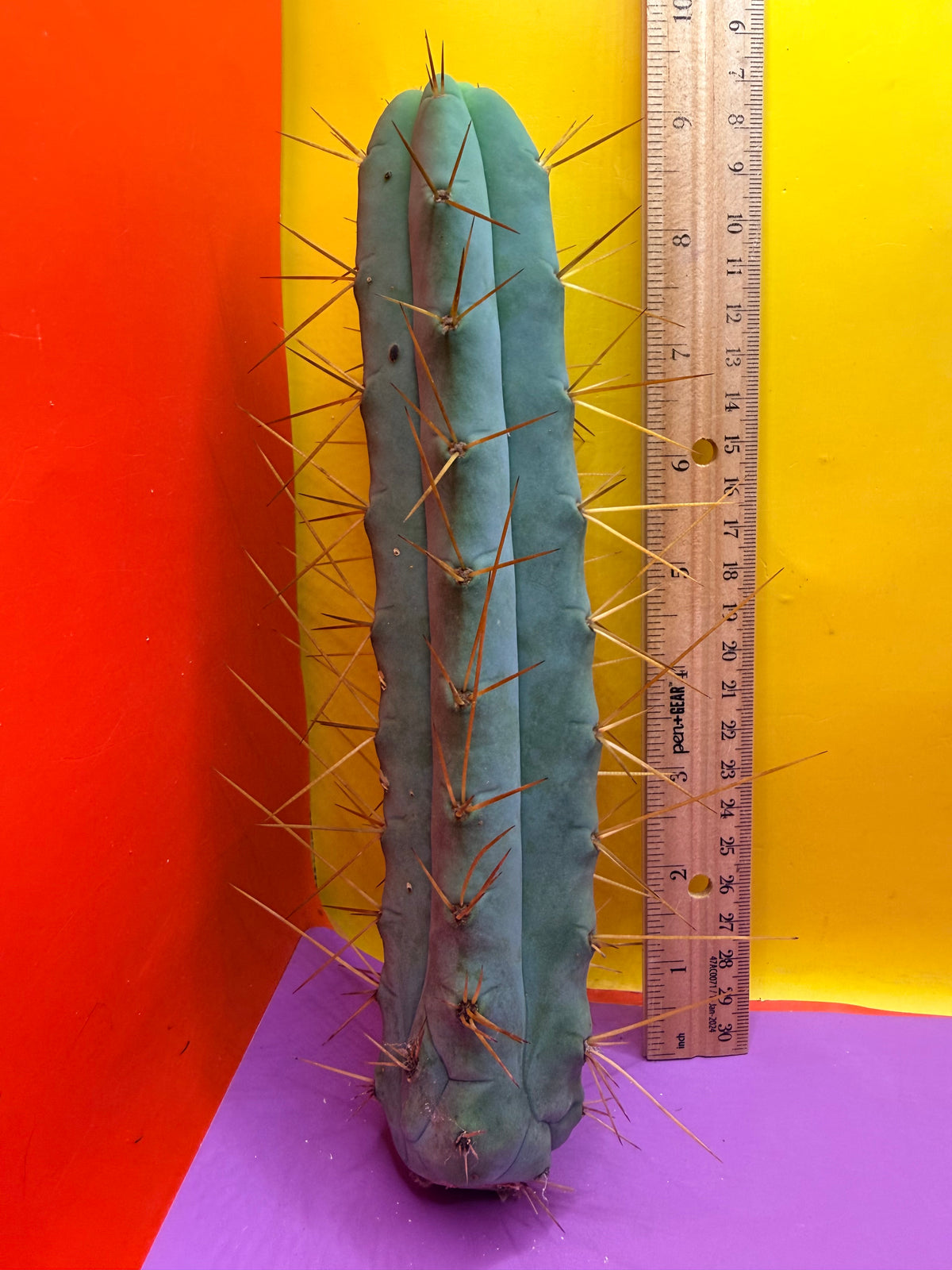 Kactus Kate Bridgesii