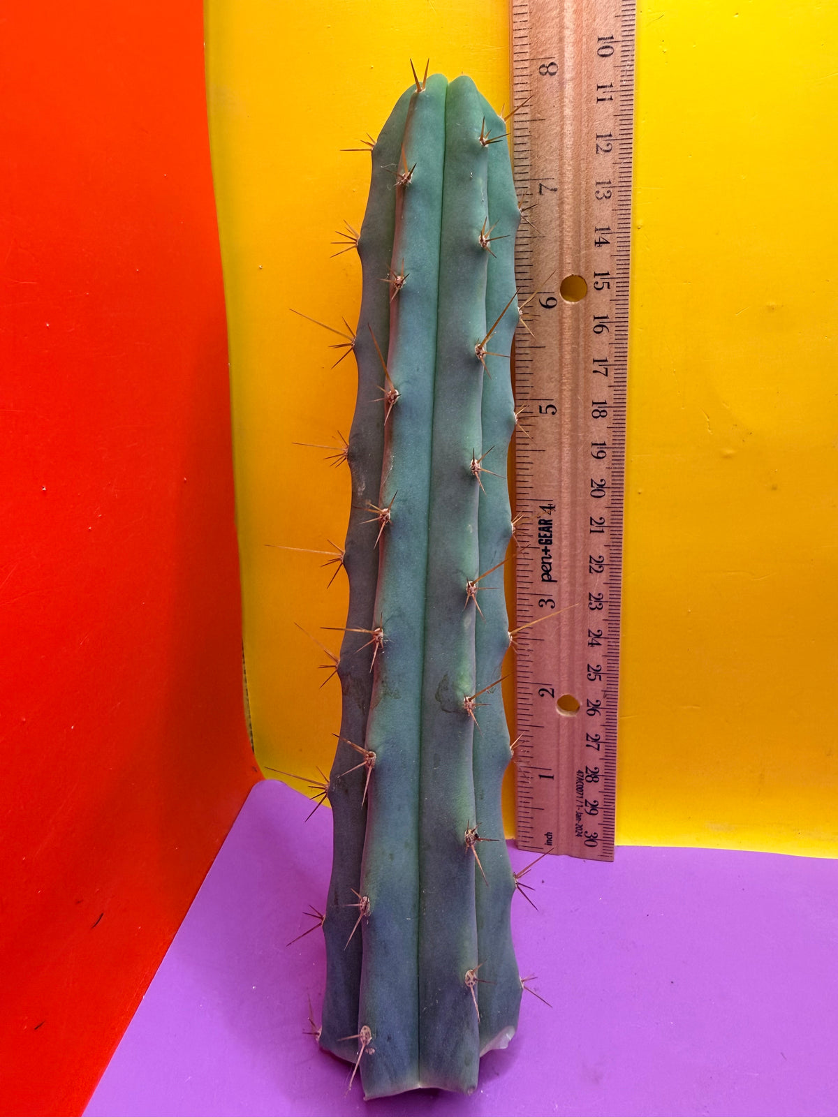 Trichocereus Bridgesii SS02 x Lumberjack !