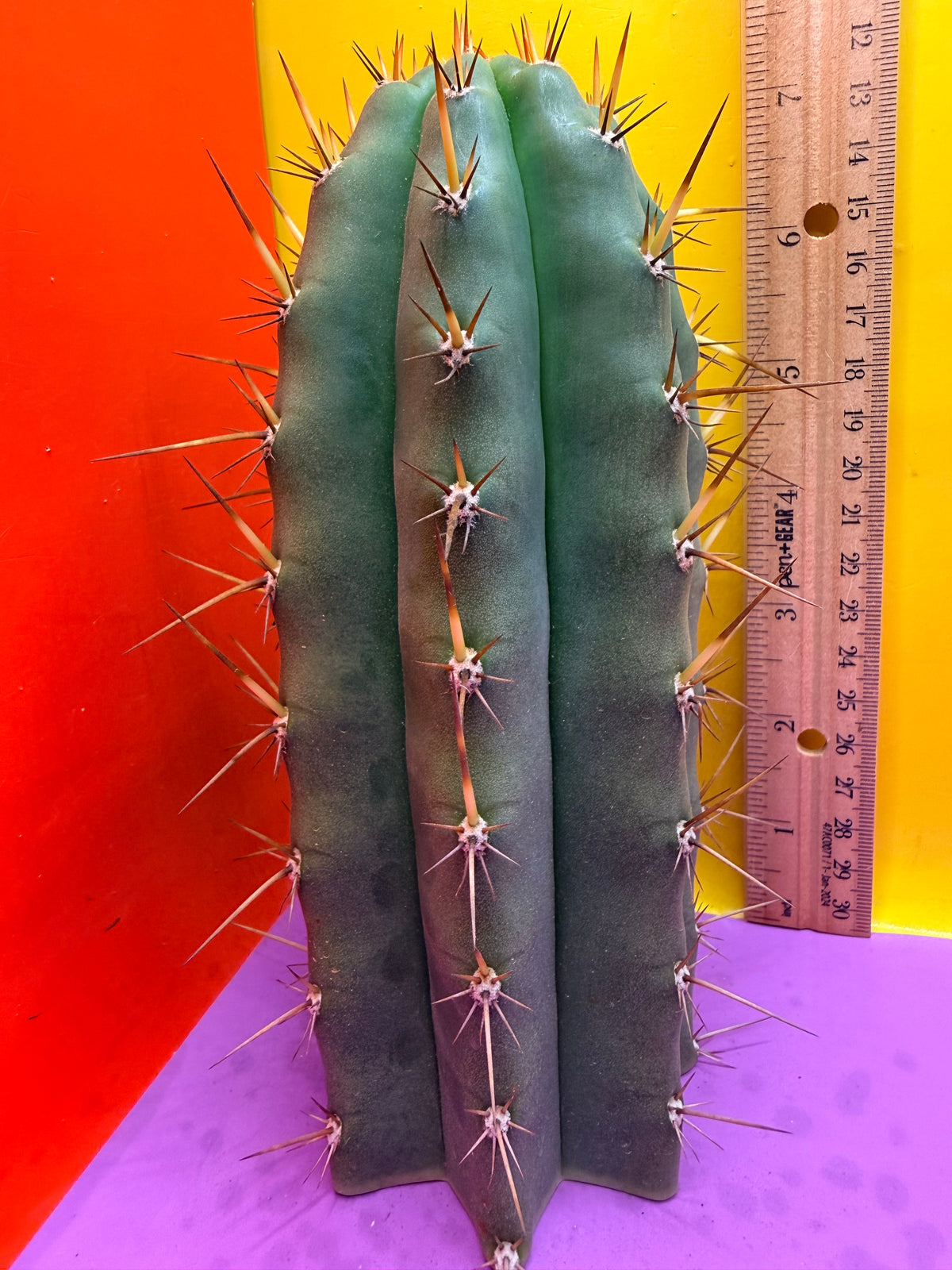 “RC’s T.P. 🧻”  trichocereus peruvianus !!
