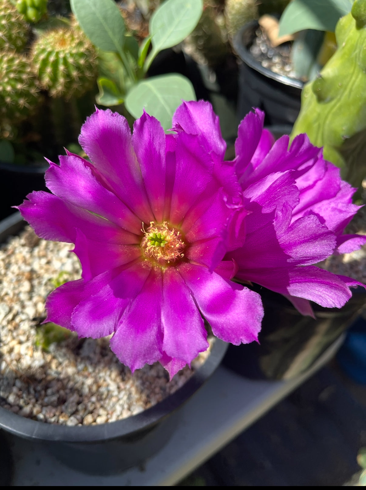 echinocereus viereckii  morricalii fully rooted - ships in its pot