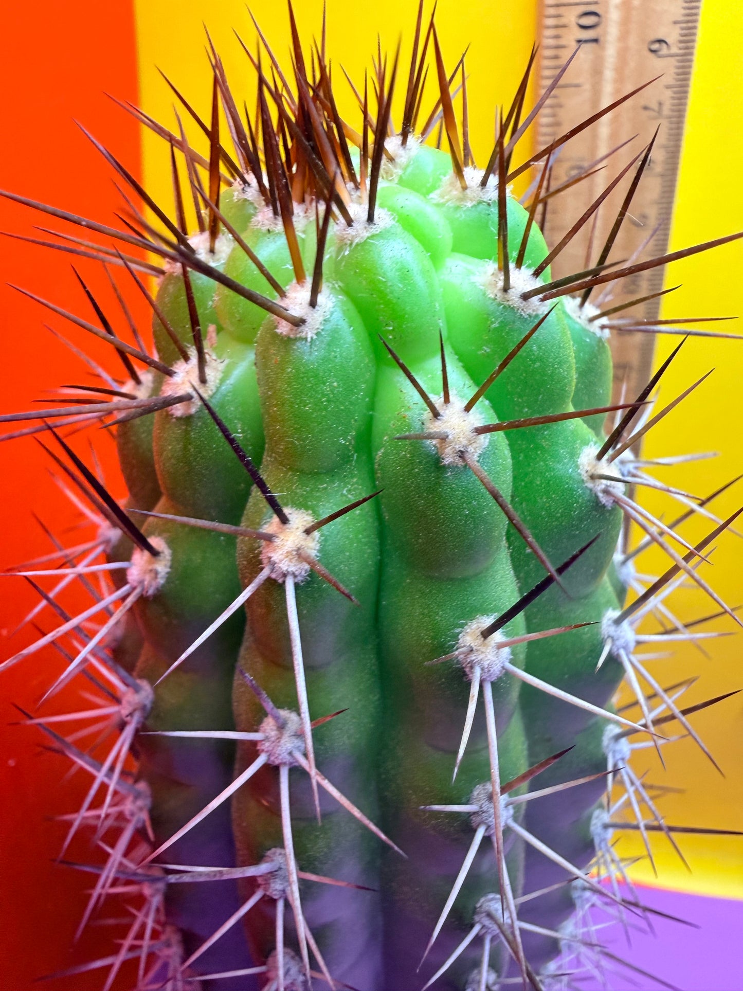 Trichocereus thelegonus