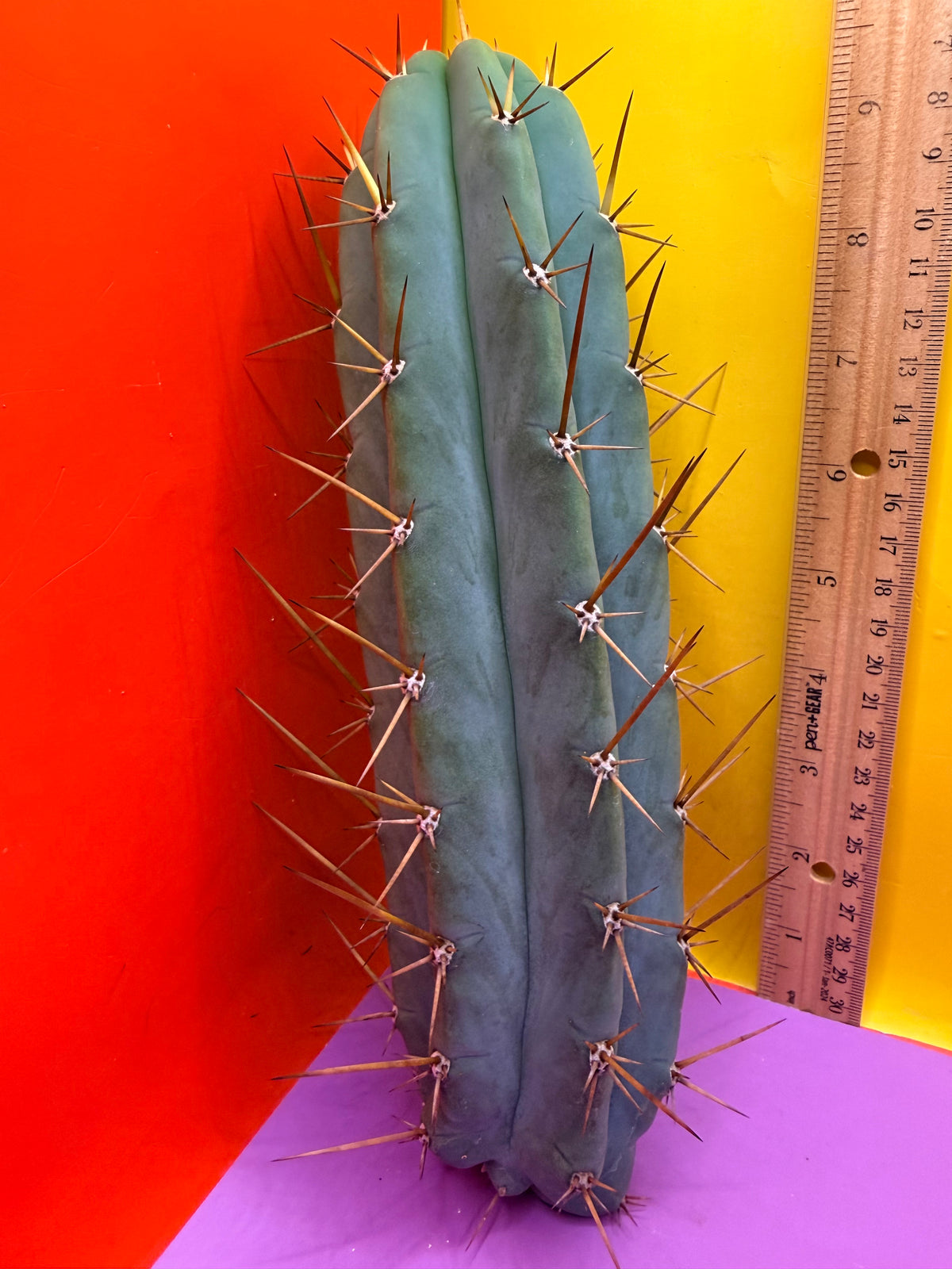 PALA  🌶️🌶️! This exact cactus cutting of trichocereus