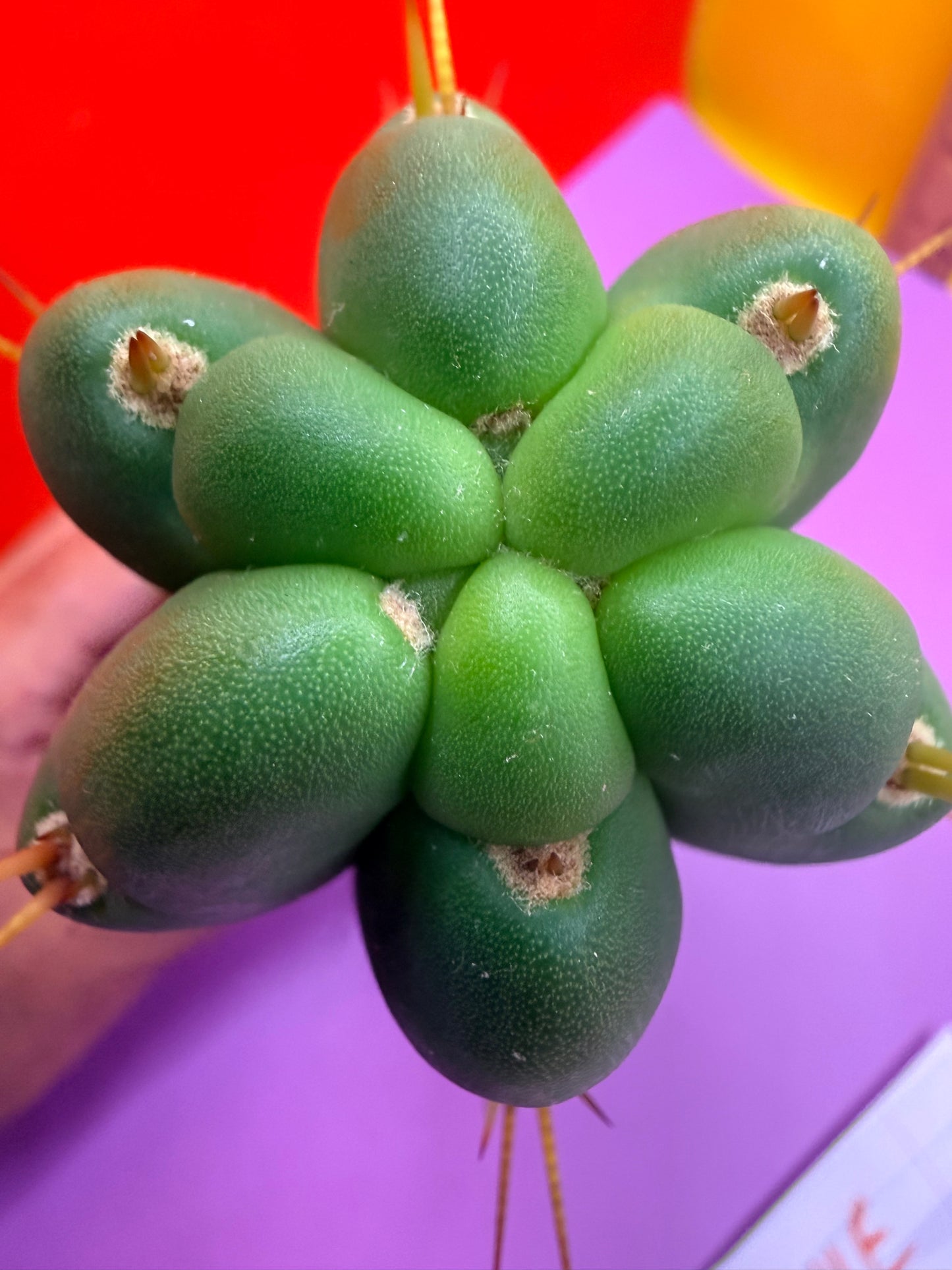 Yowie x Wowie cactus cutting