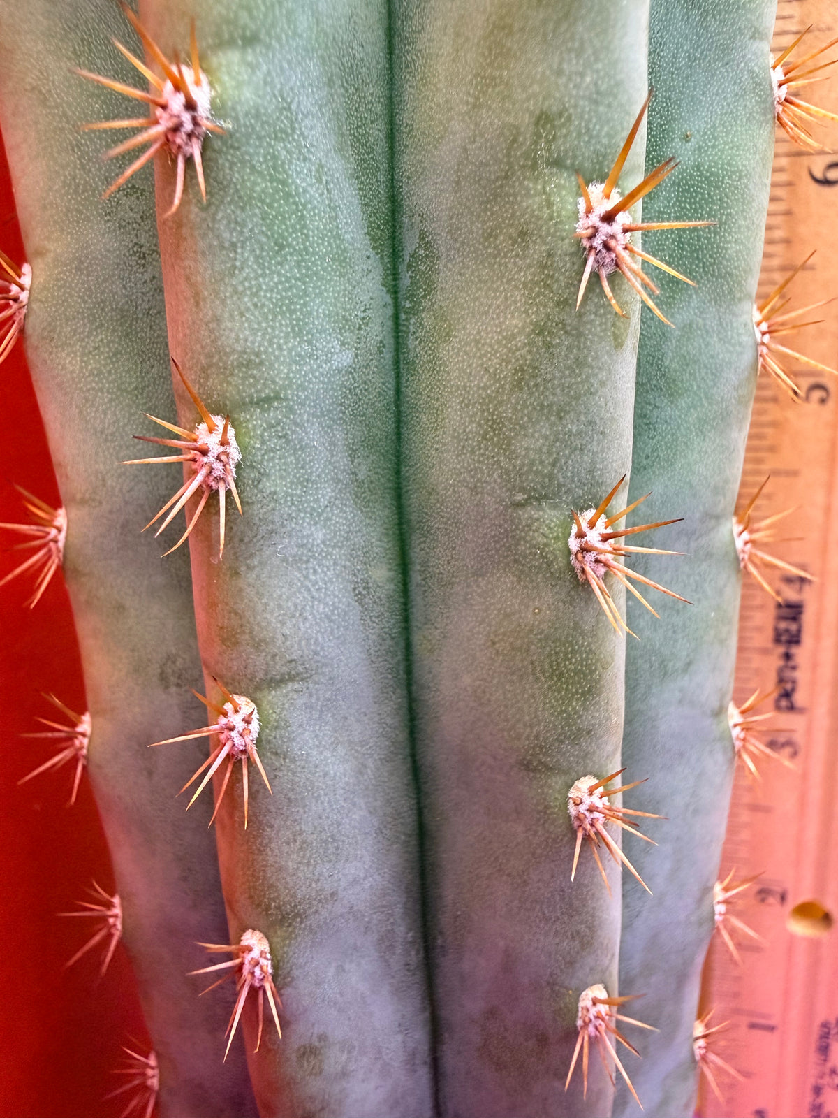 Cool San Pedro Cactus !