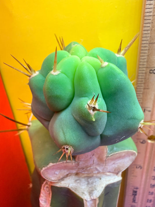 Reverted TBM A Graft