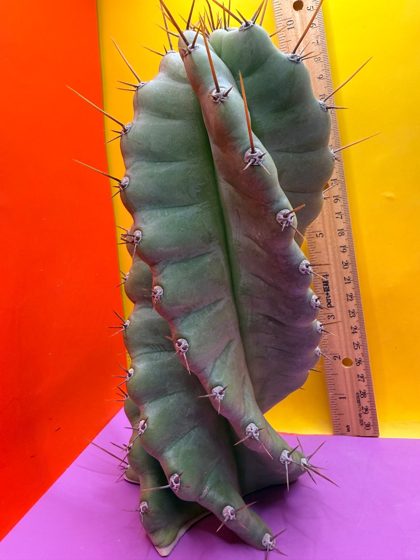 SPIRAL 🌀 CACTUS 🌵!!!