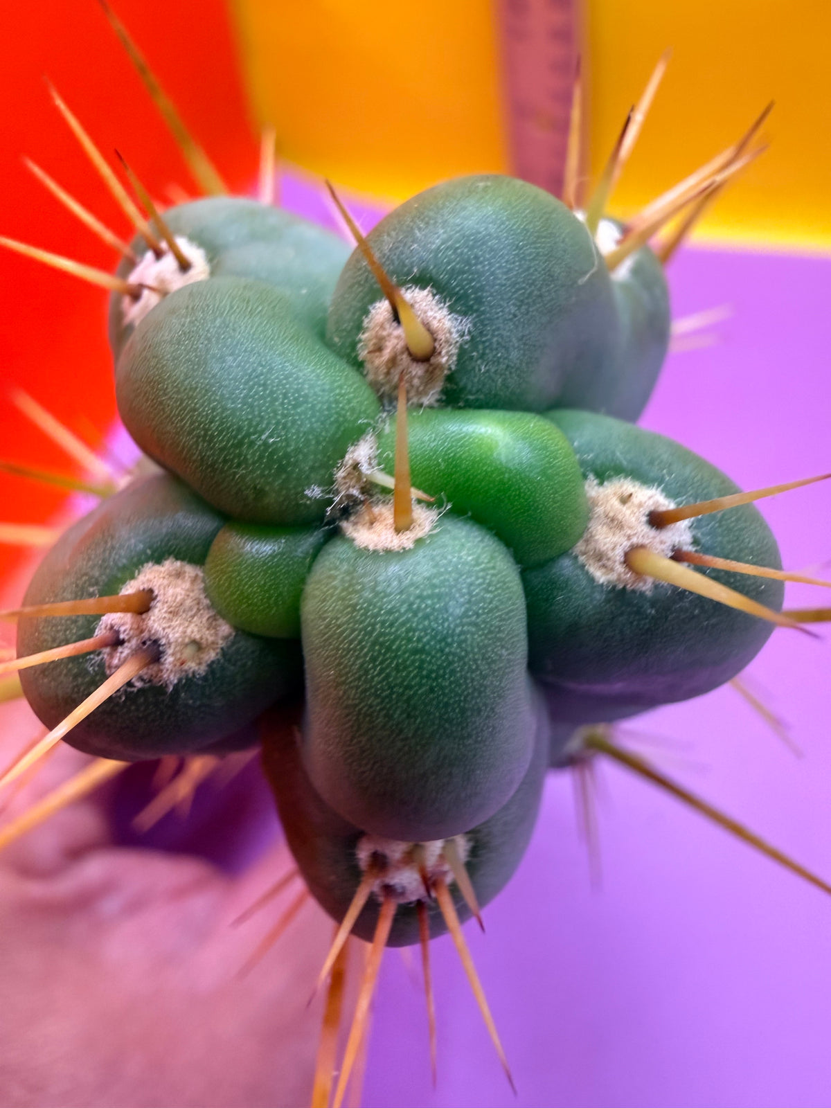 SSO3 Trichocereus knuthianus