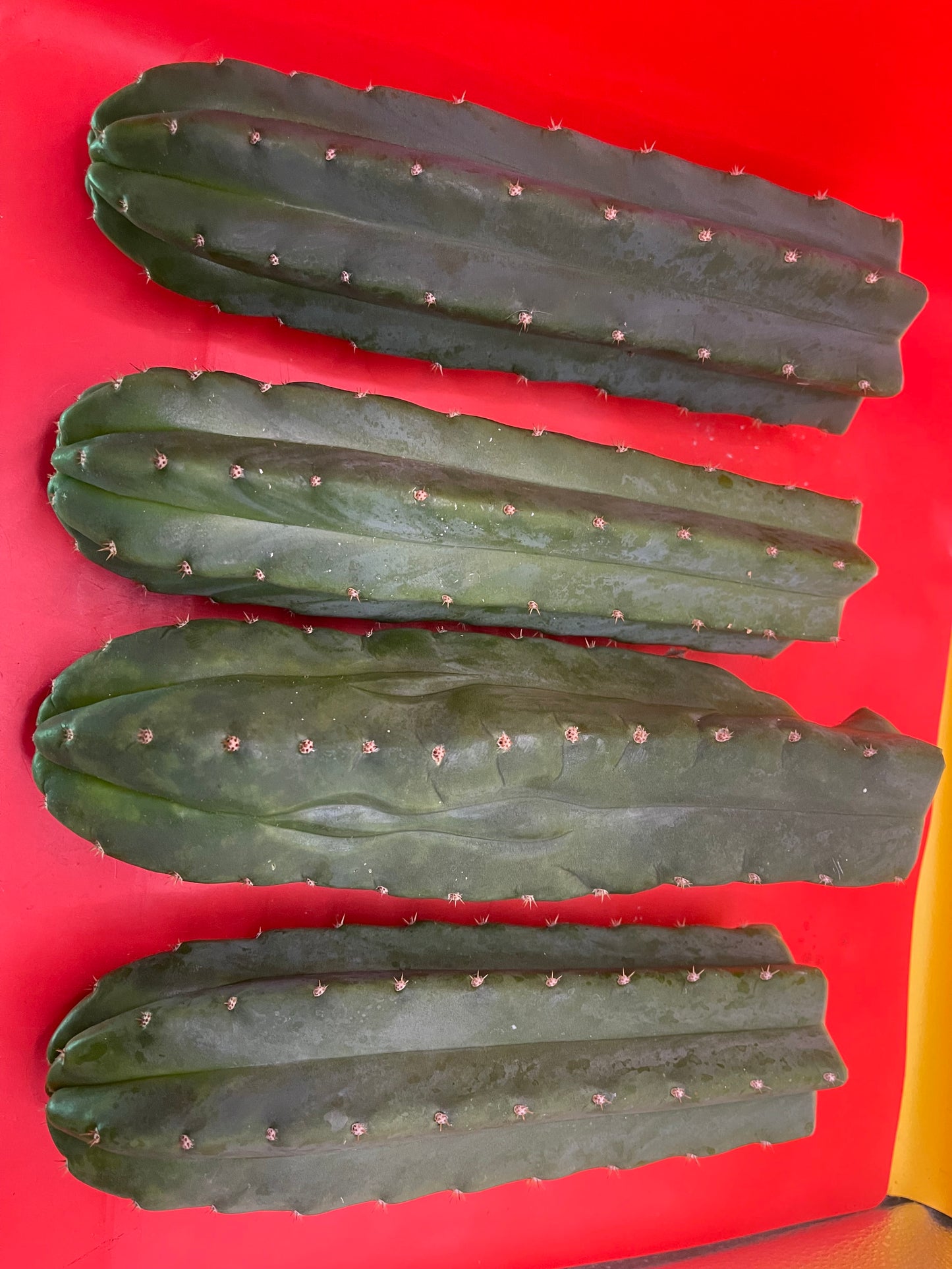 San Pedro Cactus cutting - Medium 8”-10”ready to ship !