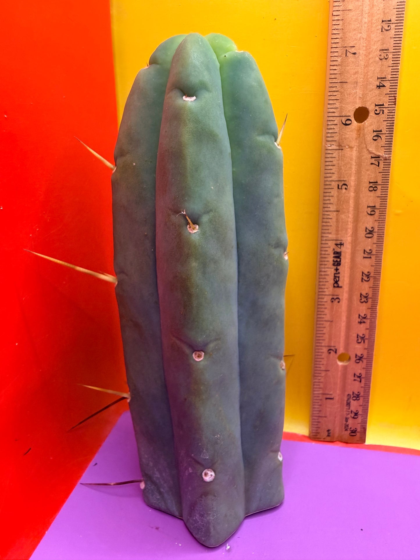 Trichocereus Bridgesii cutting of “DEL DIOS”