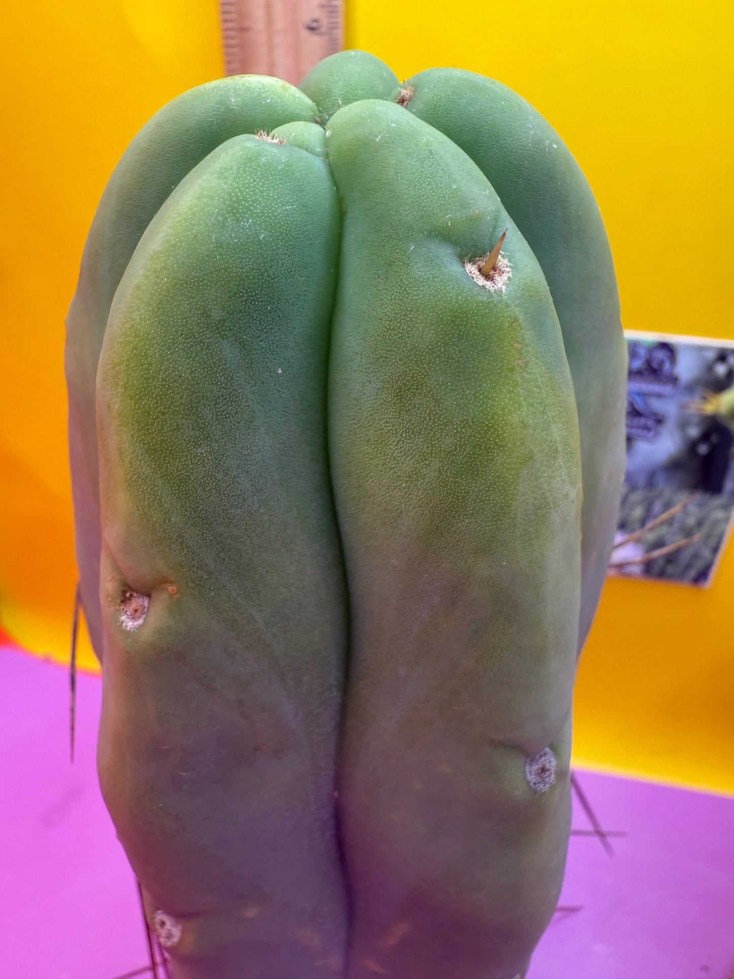 “LMA” bridgesii
