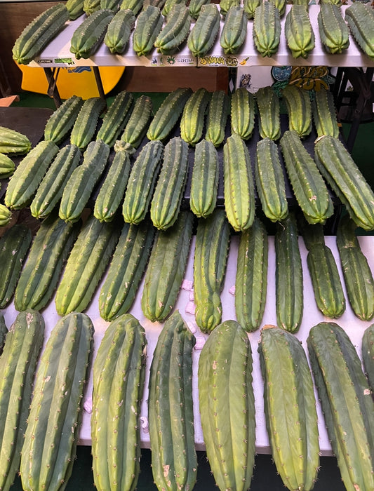 Extra large San Pedro cactus 14”-16” long !fresh cut march 25!