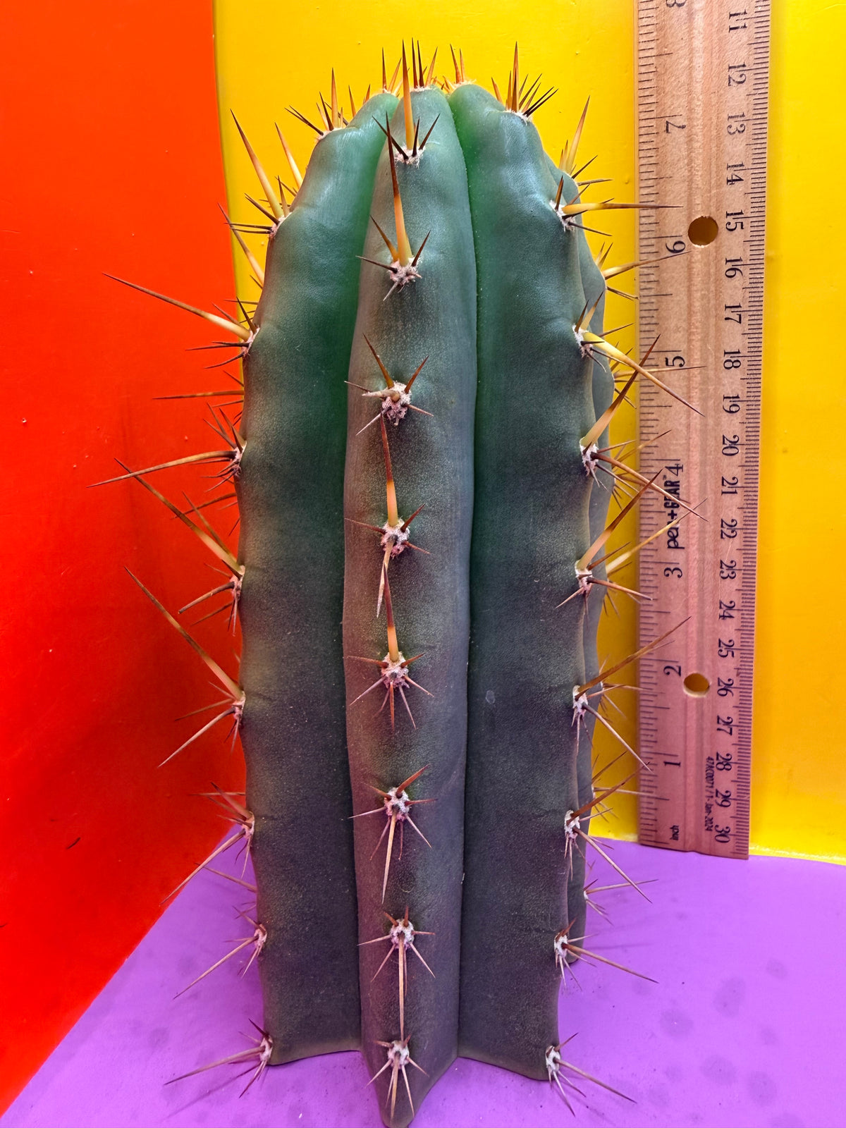 “RC’s T.P. 🧻”  trichocereus peruvianus !!